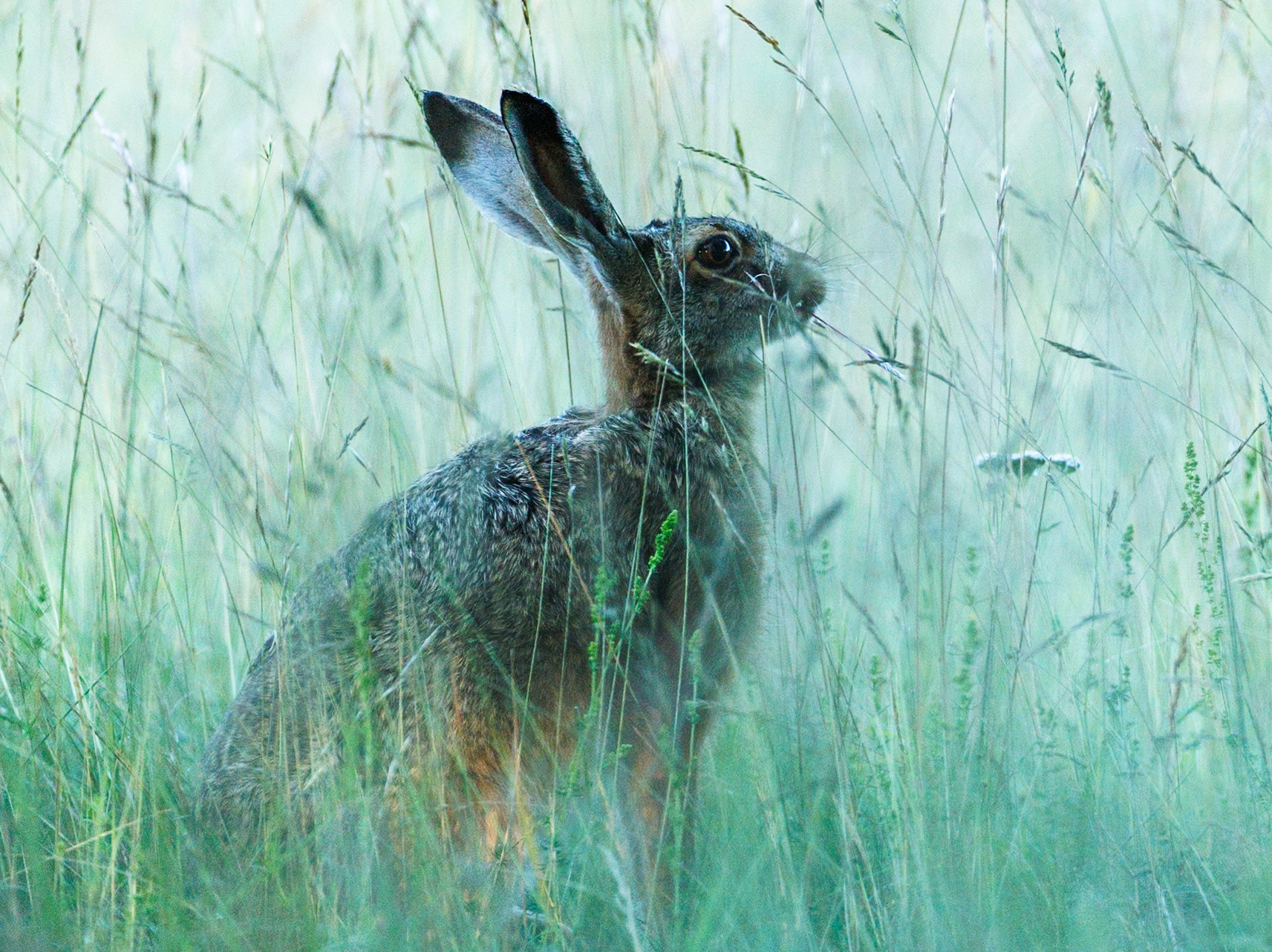 European Hare