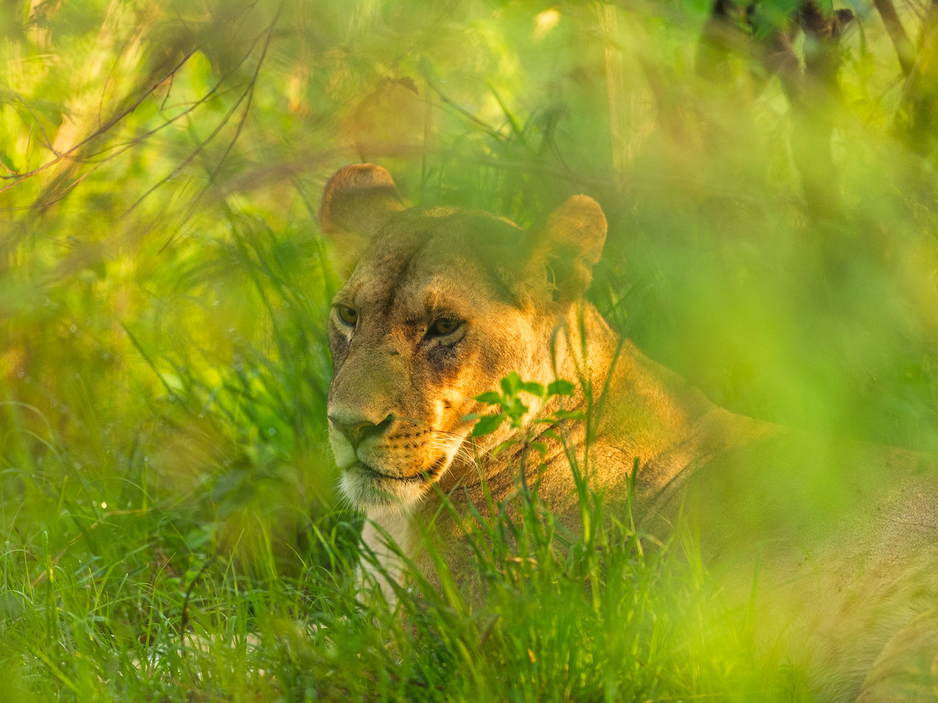 Lion in Masai Mara 2026