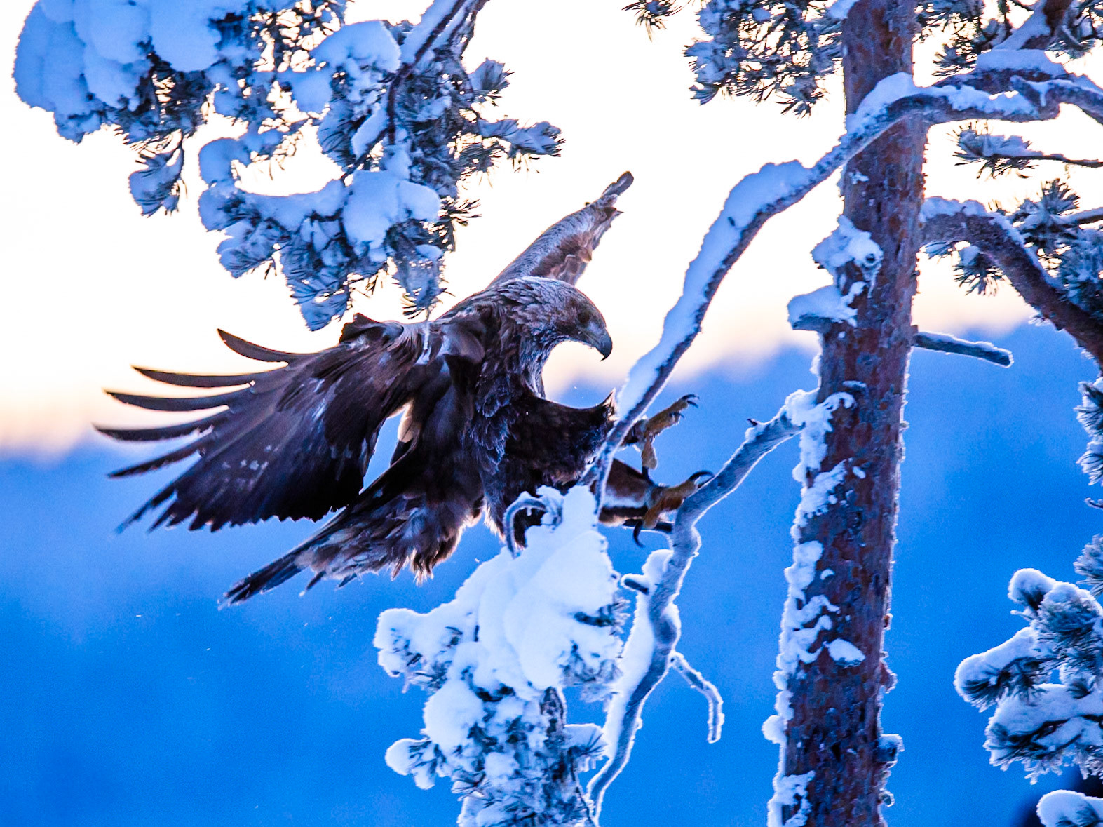 Golden Eagle
