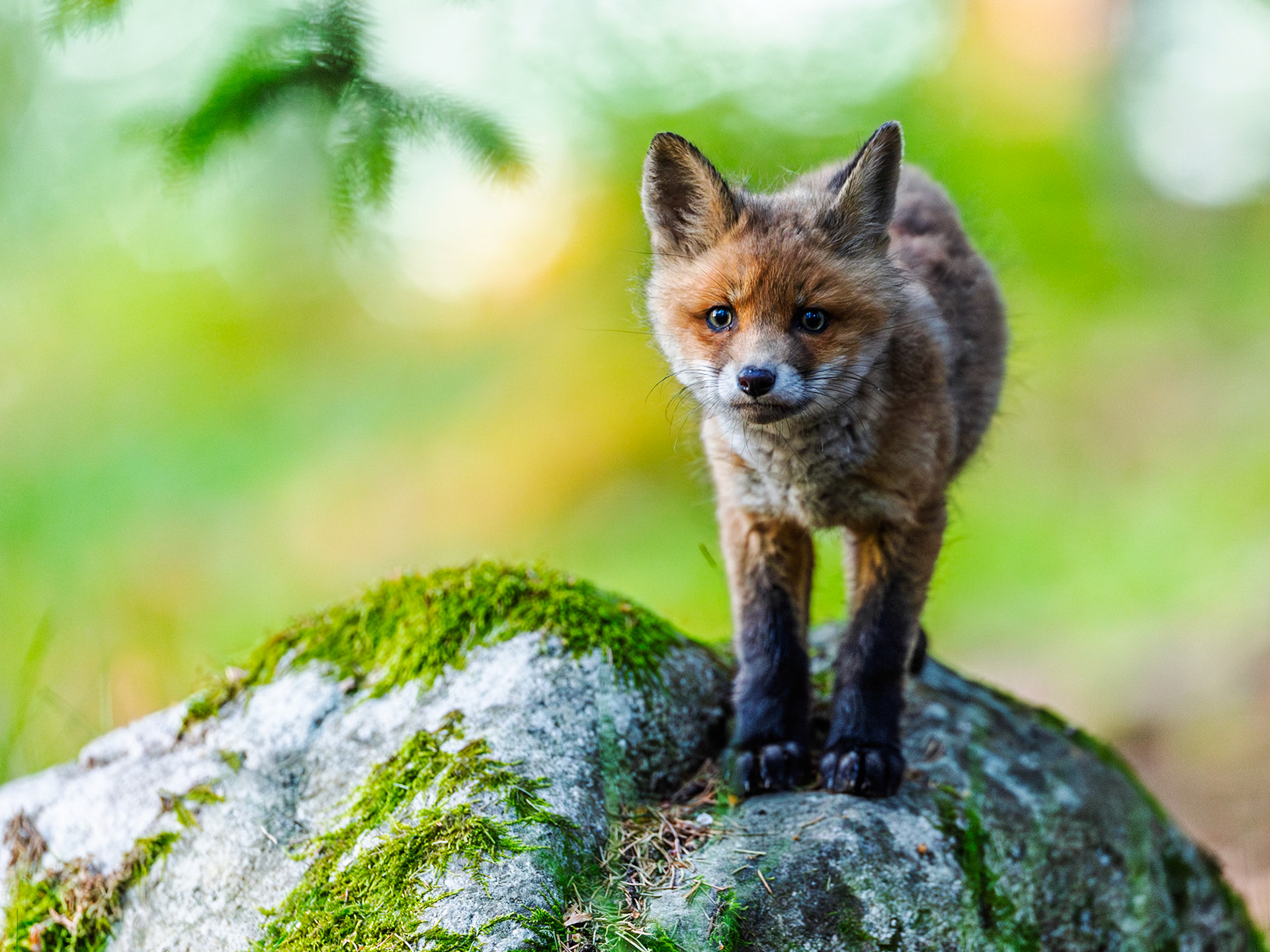 Red fox