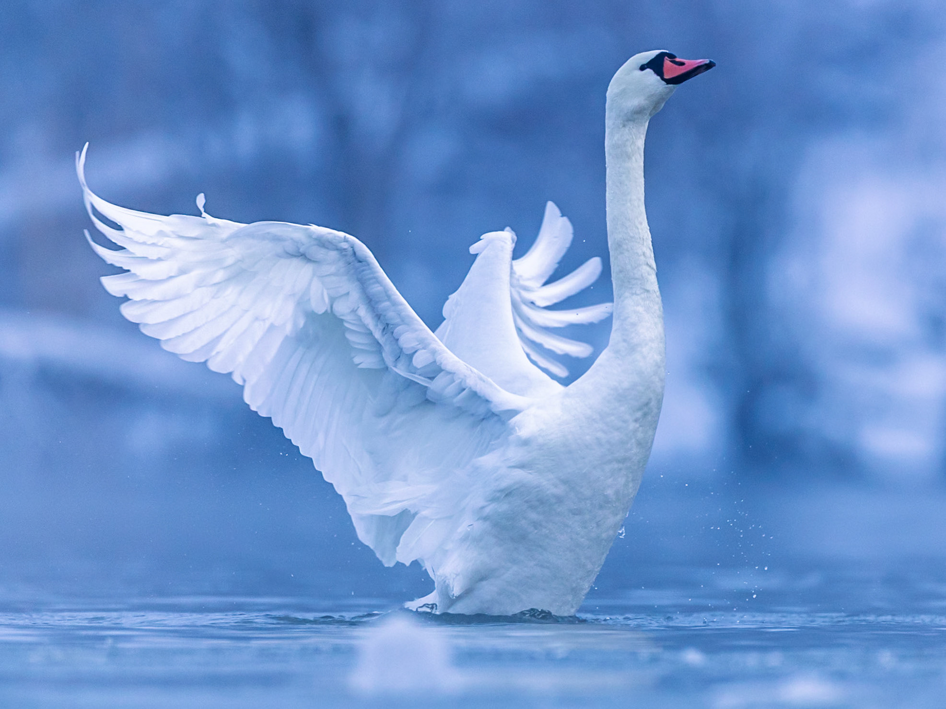 Mute swan