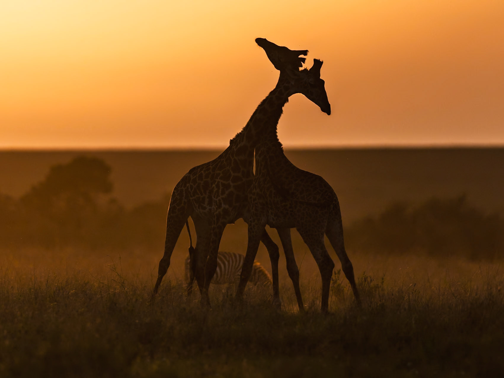 Giraffes in Masai Mara 2026