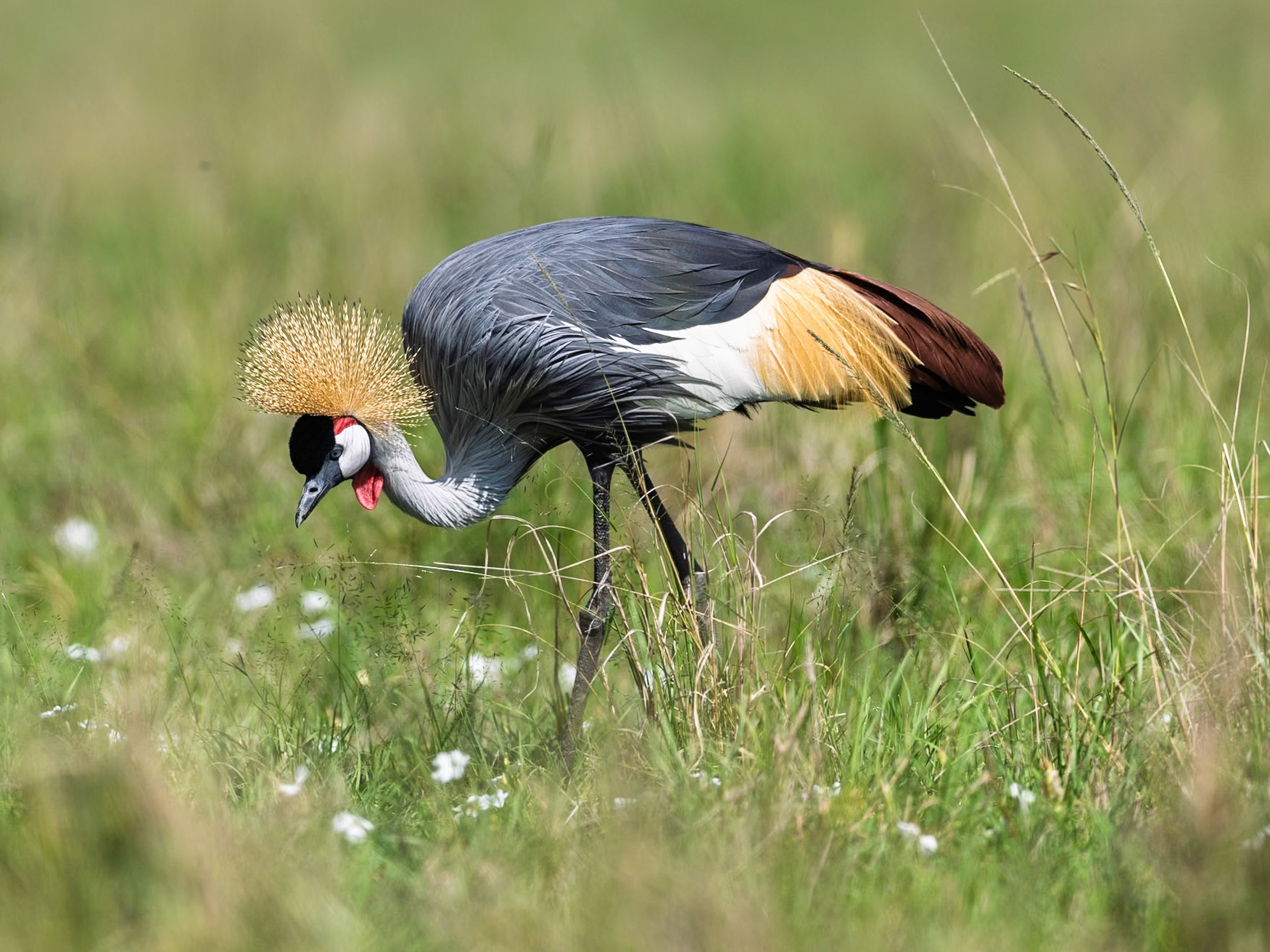 Grey crowned crane in Masai Mara 2026