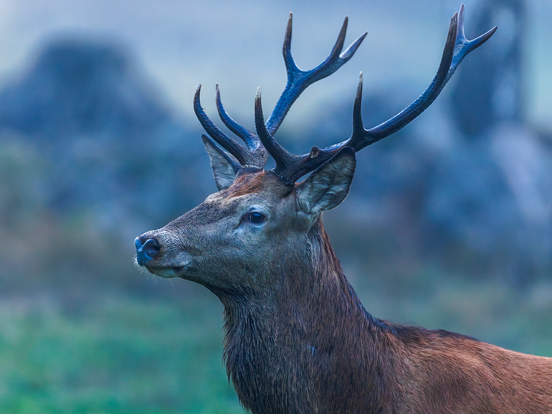 Red deer