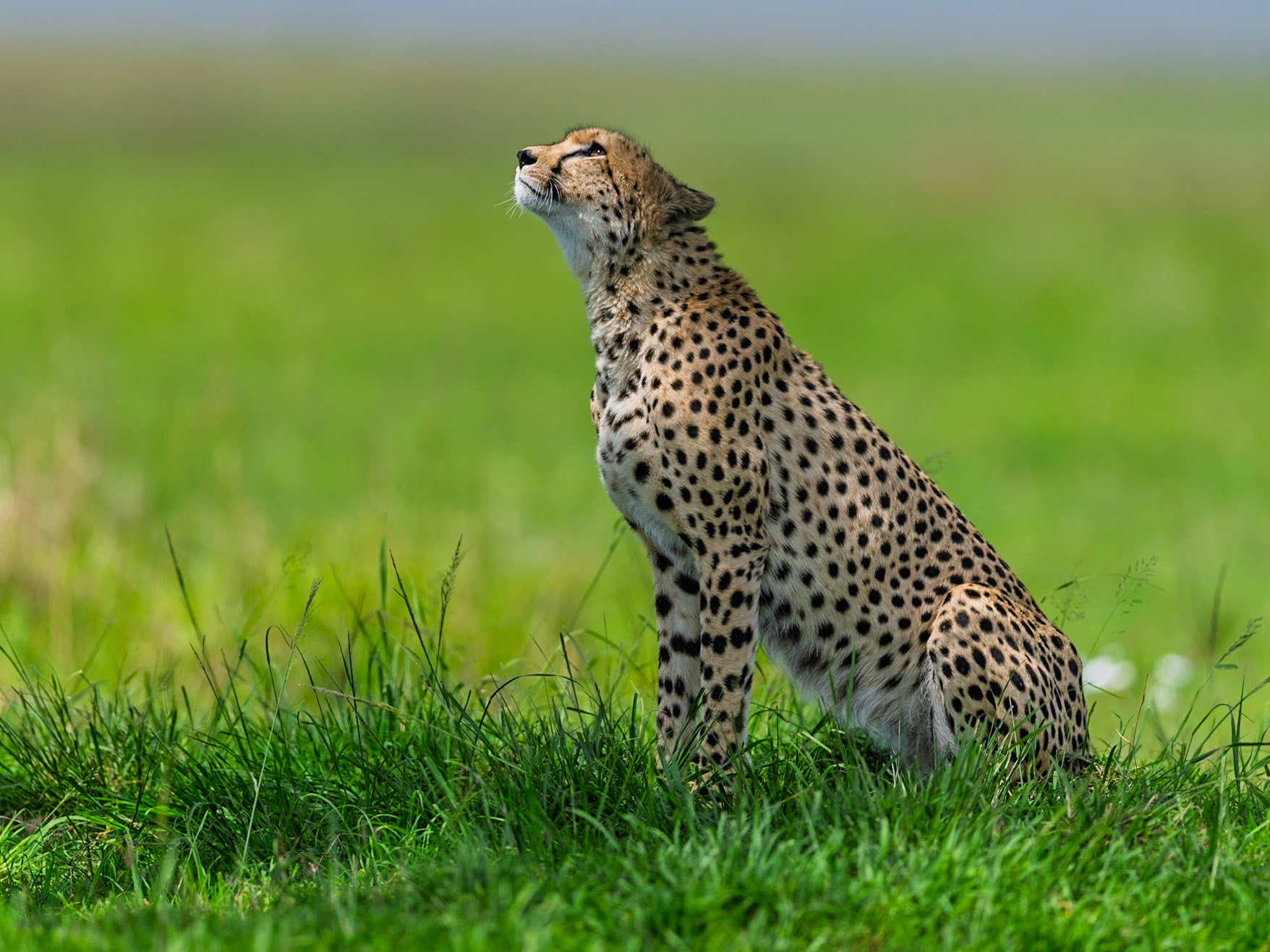 Cheetah in Masai Mara 2026