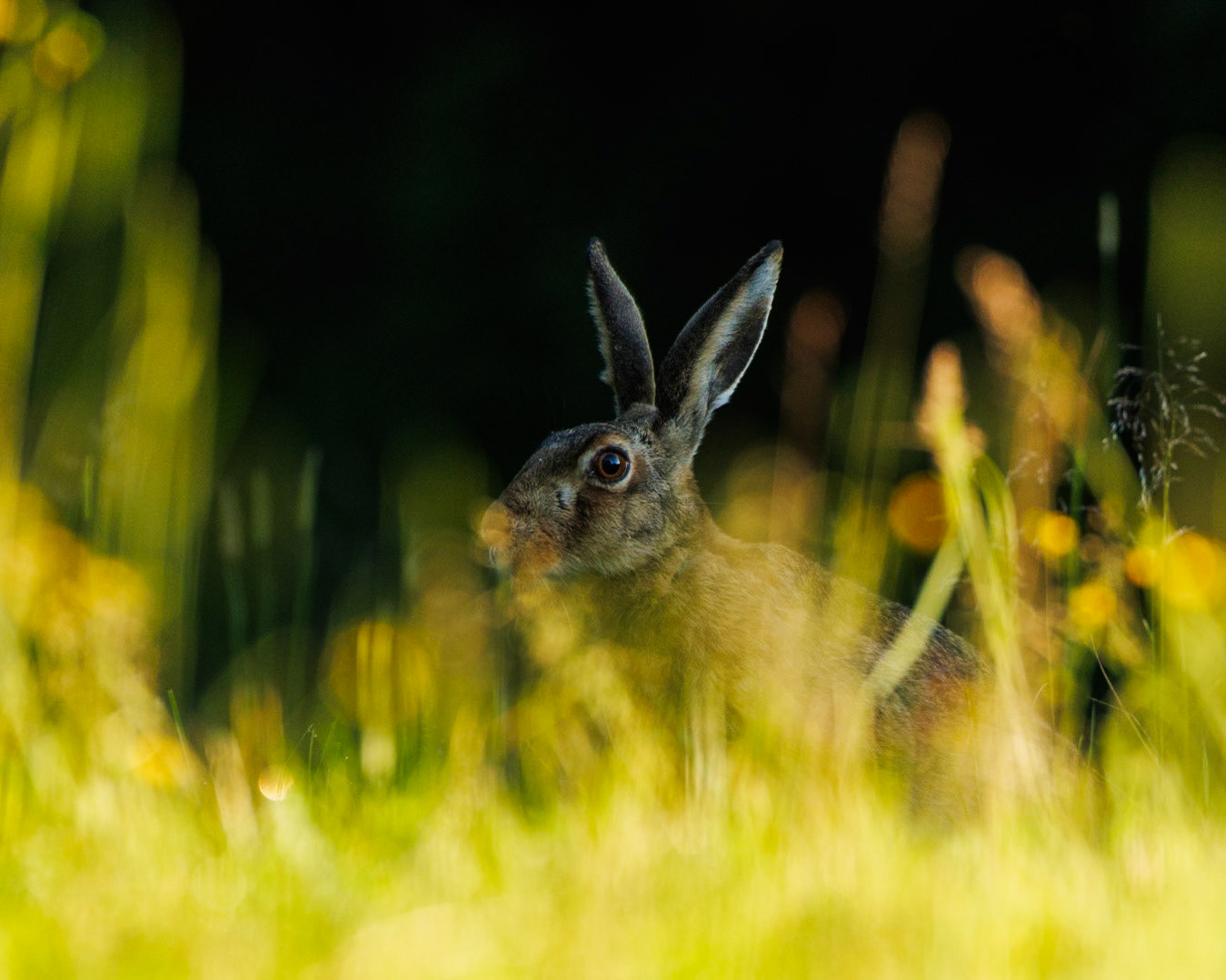 European Hare