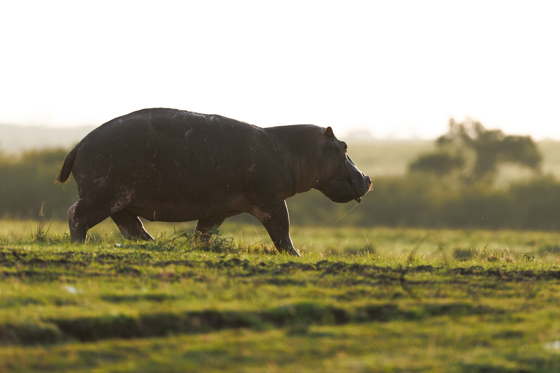 Hippo in Masai Mara 2026