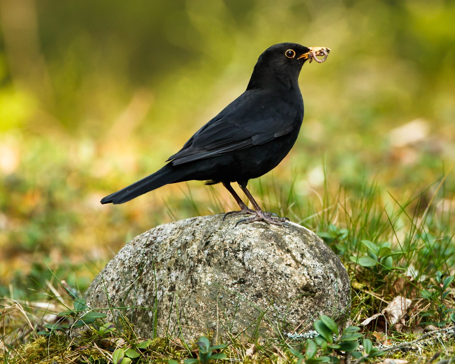 Eurasian Blackbird