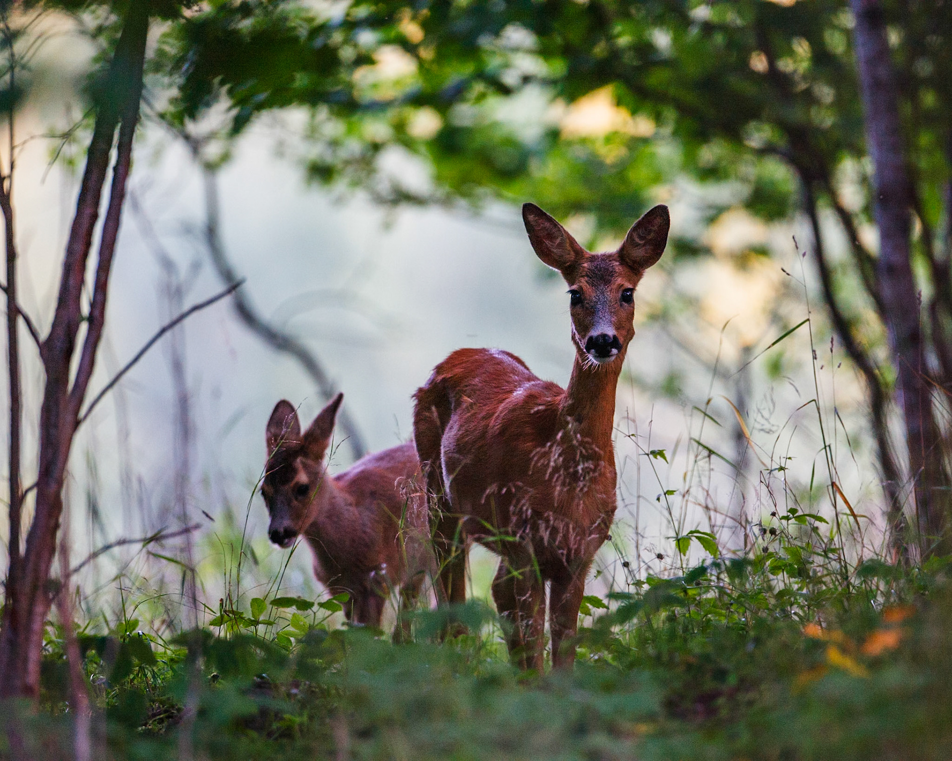 Roe Deer