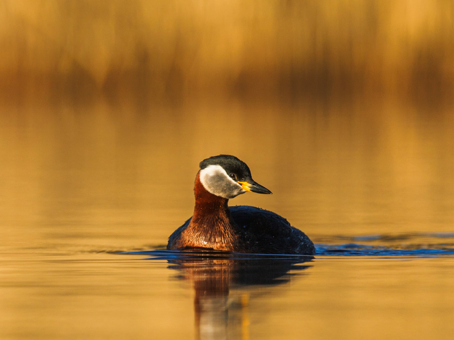 Red-necked Grebe