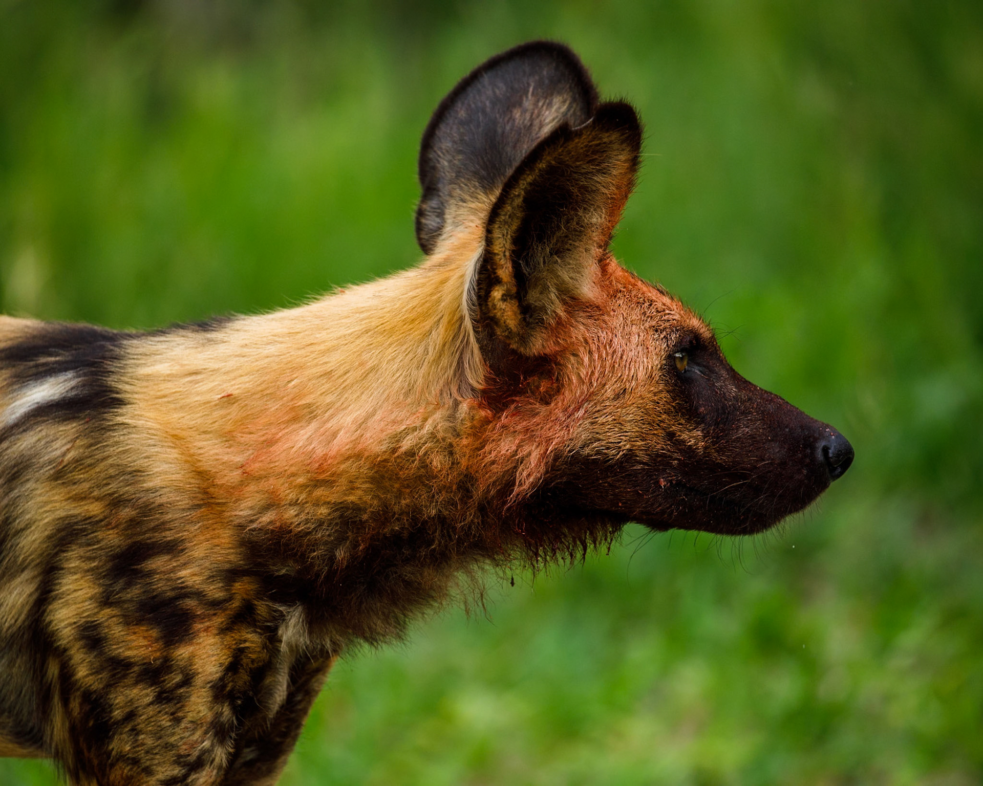 African wild dog