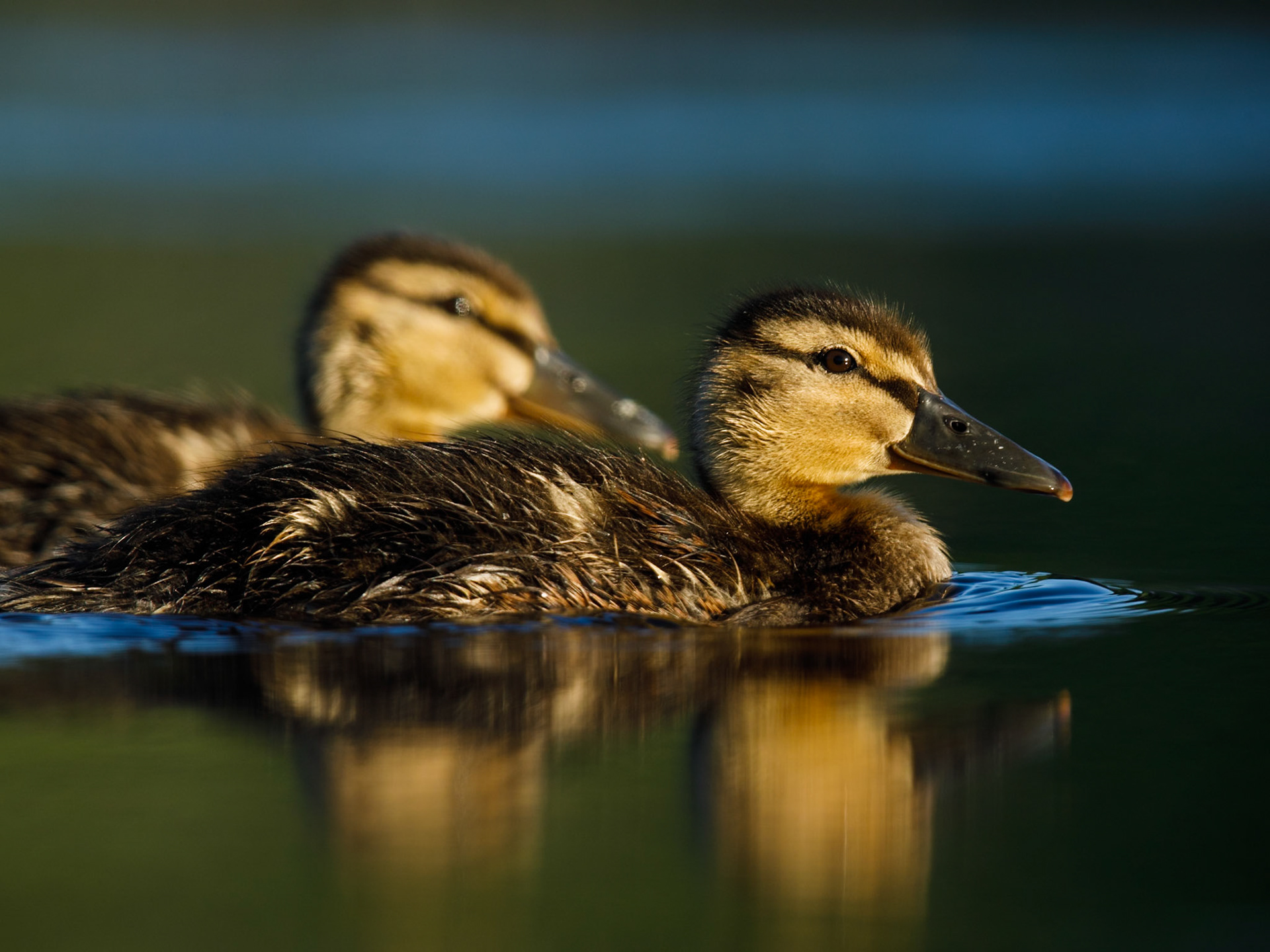 Mallard