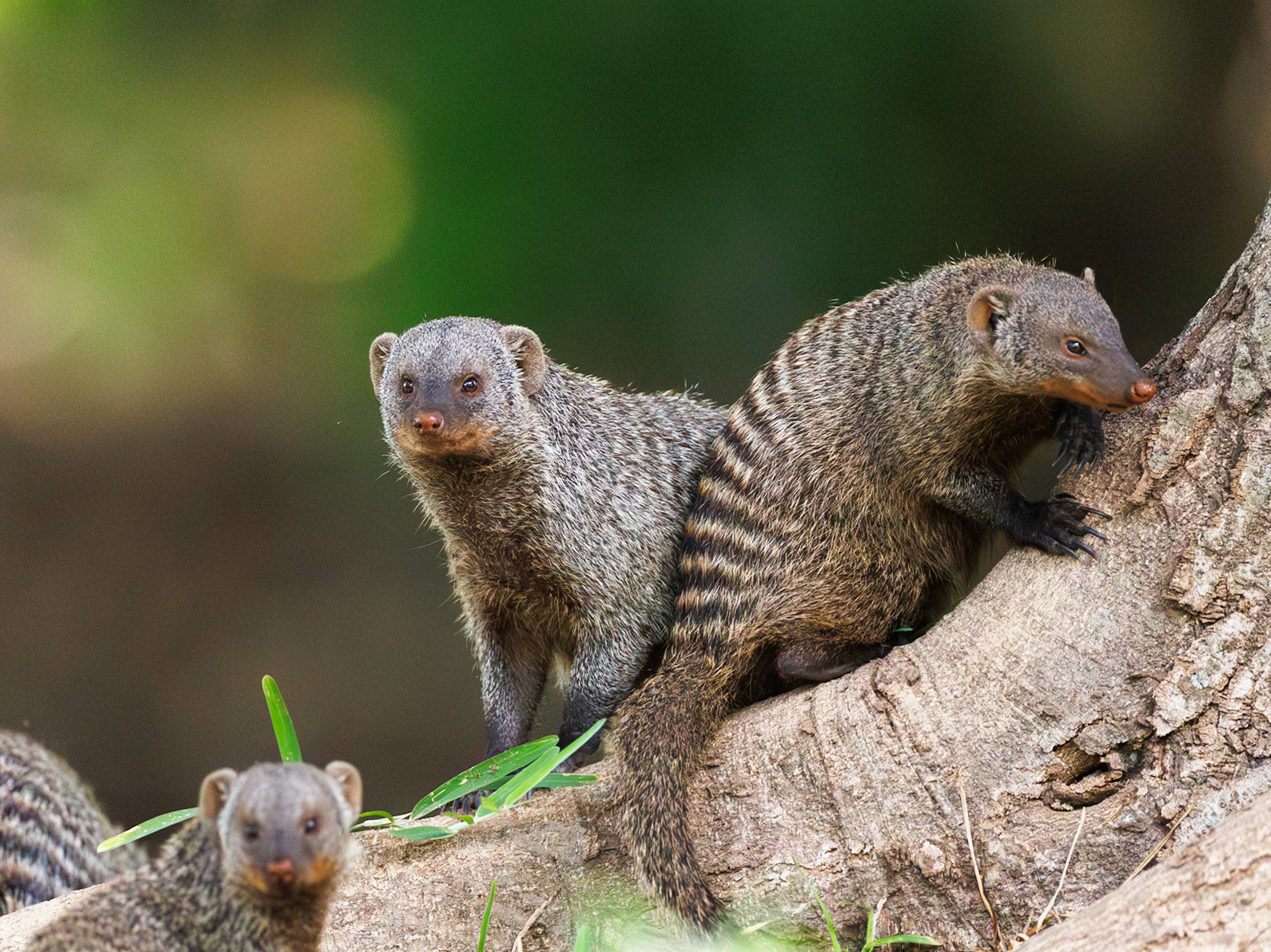 Banded mongoose in Amboseli 2026
