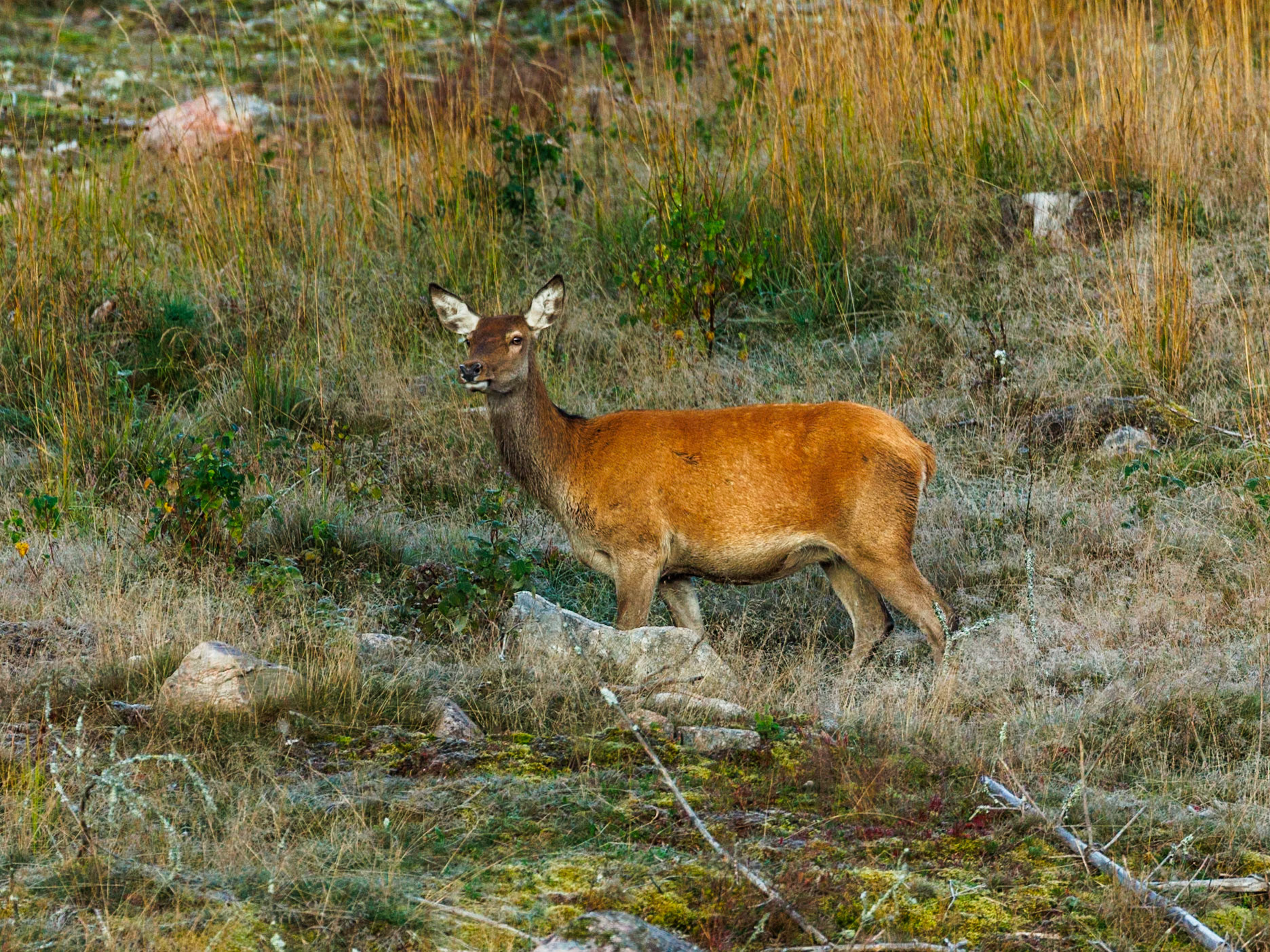 Red deer