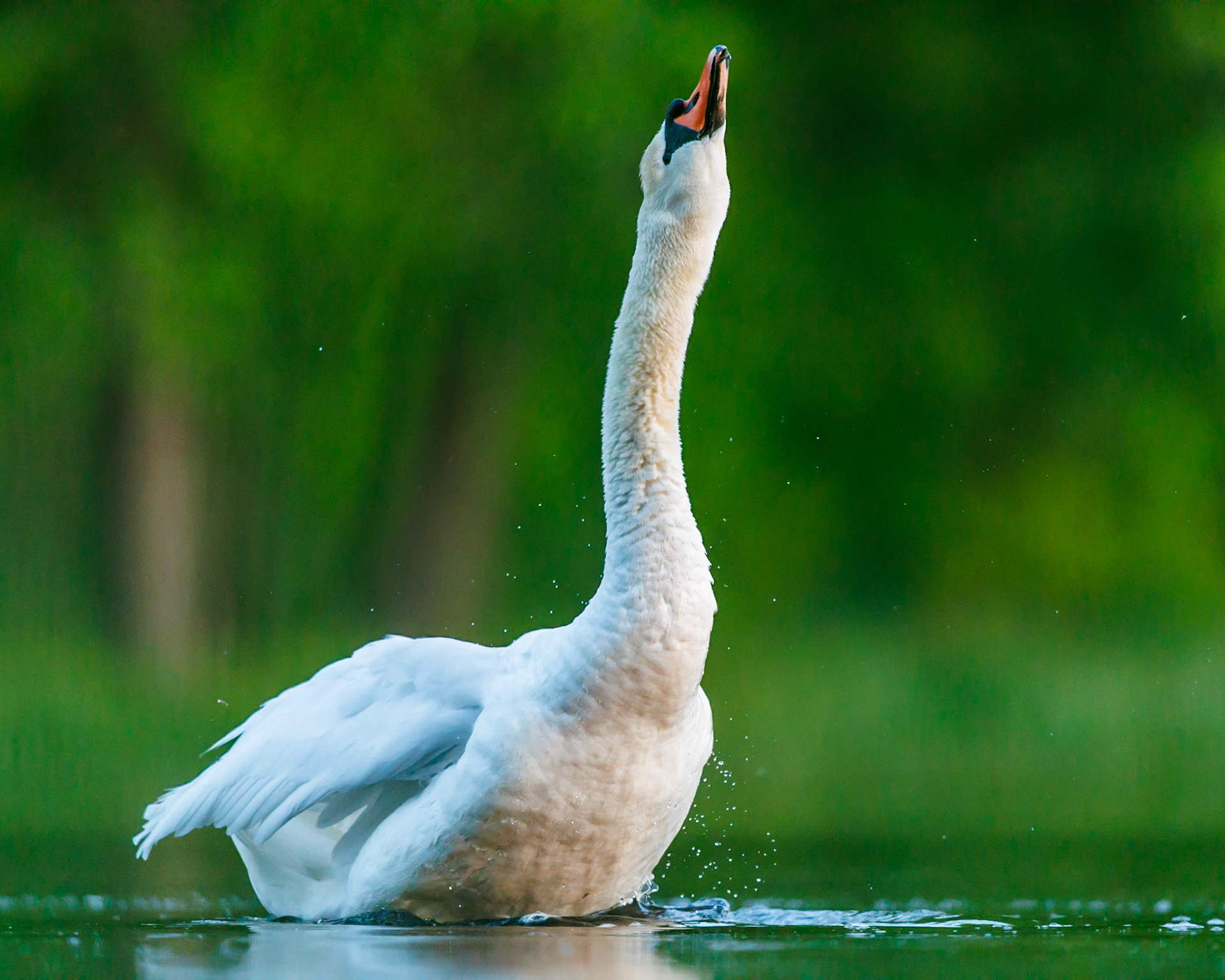 Mute Swan