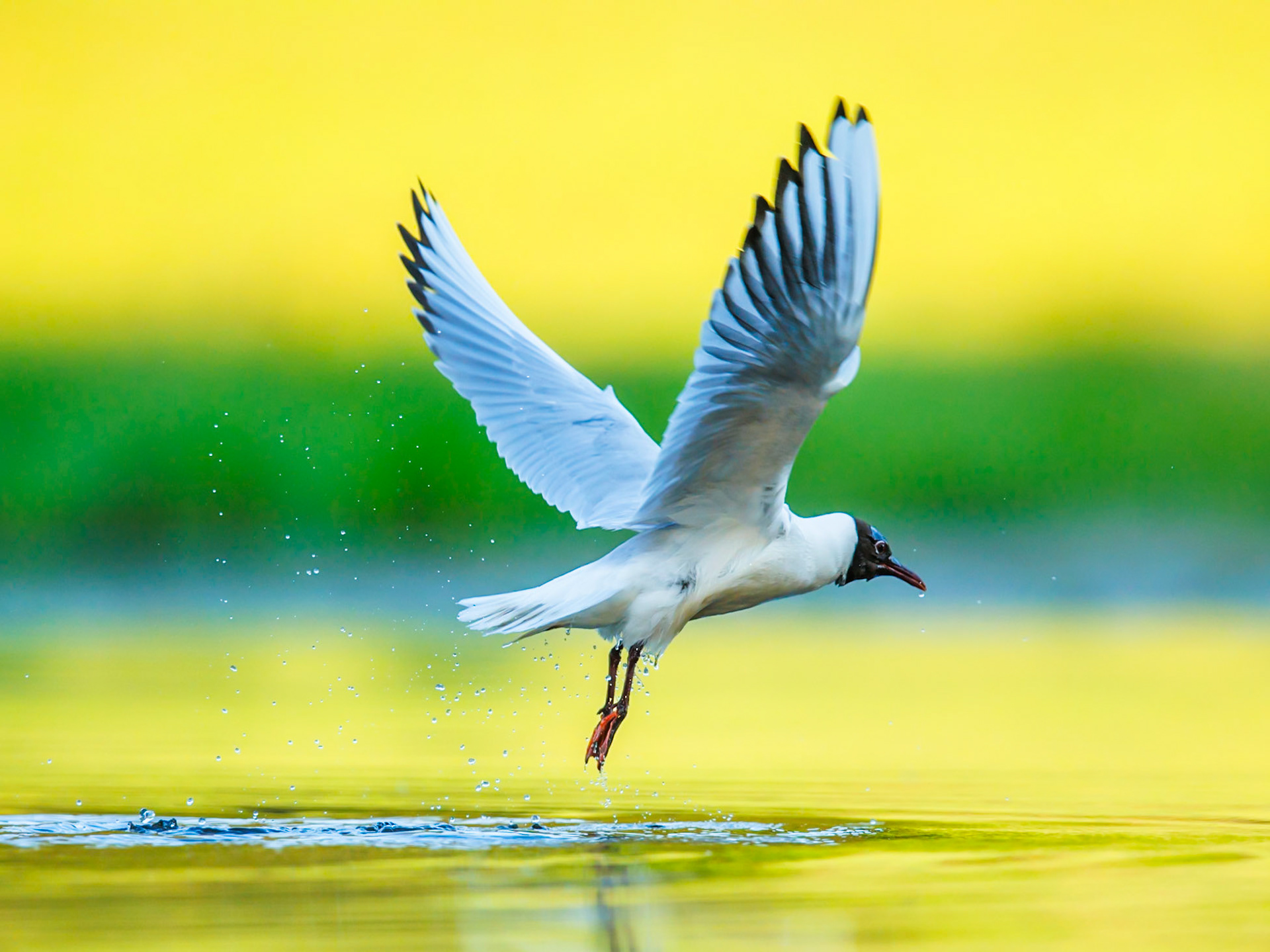 Black-headed gull