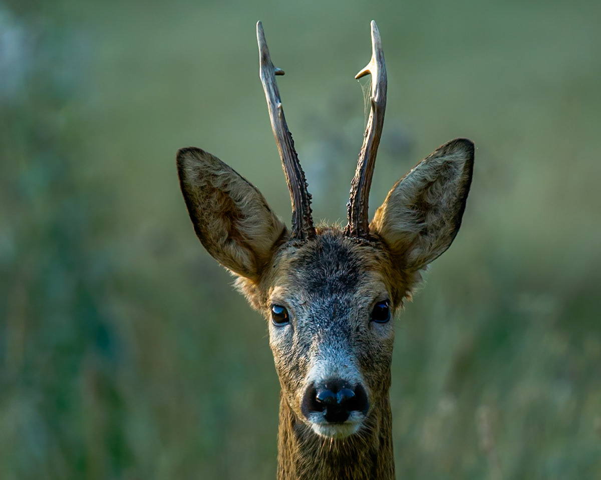 Roe Deer