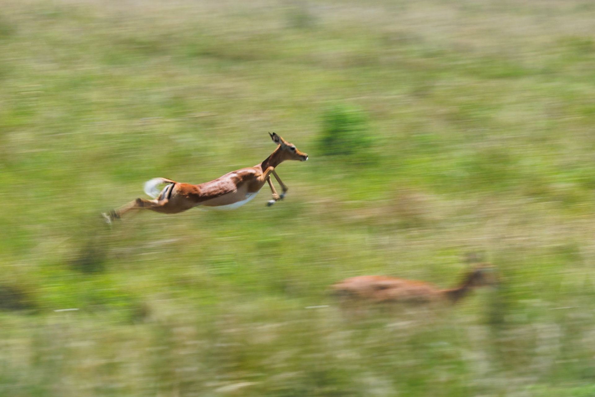 Impalas in Masai Mara 2026