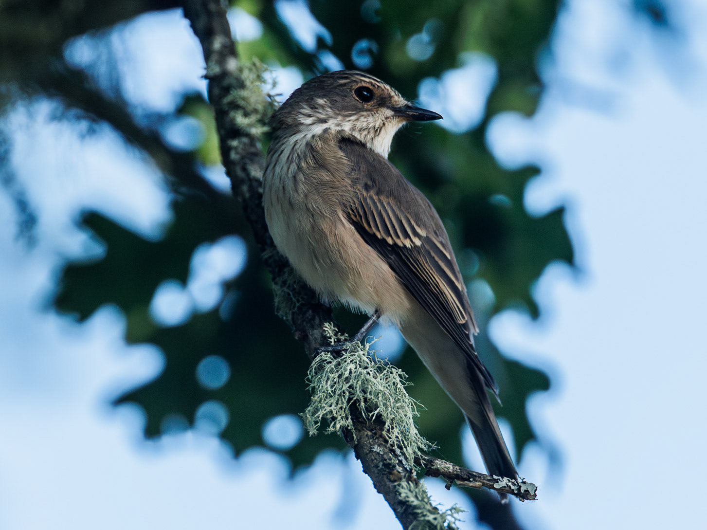 Spotted Flycatcher