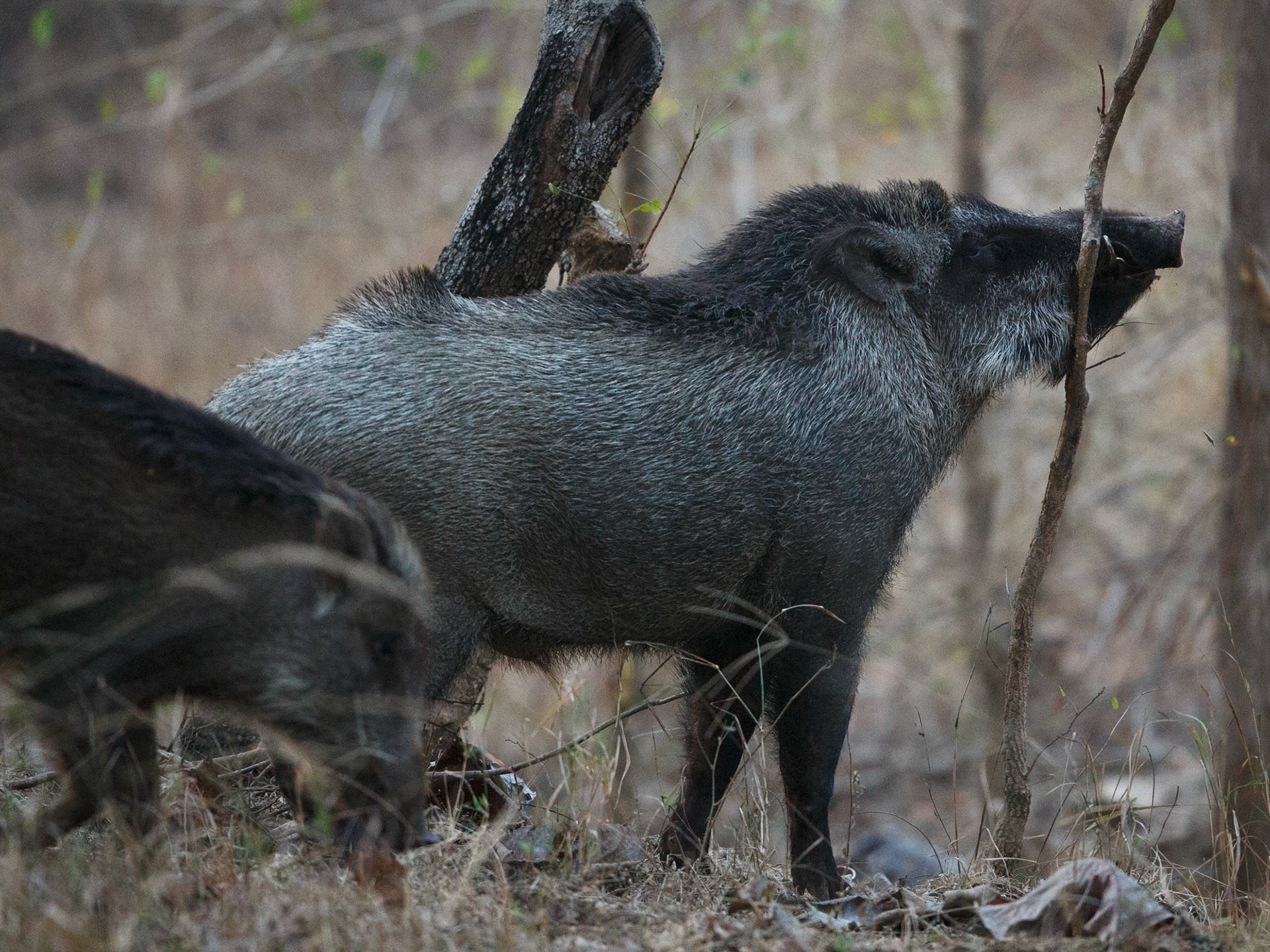 Wild Boar