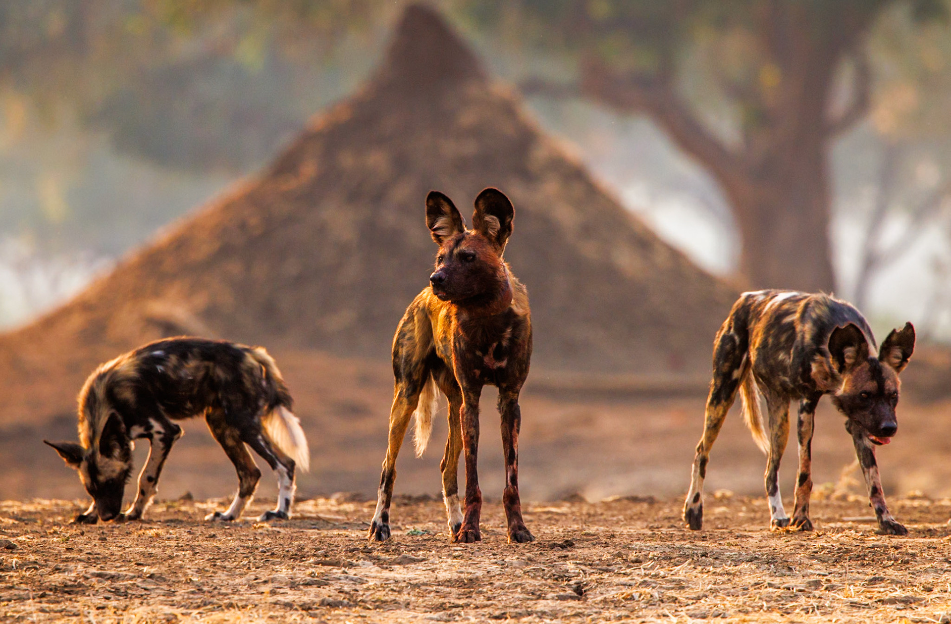 African wild dog