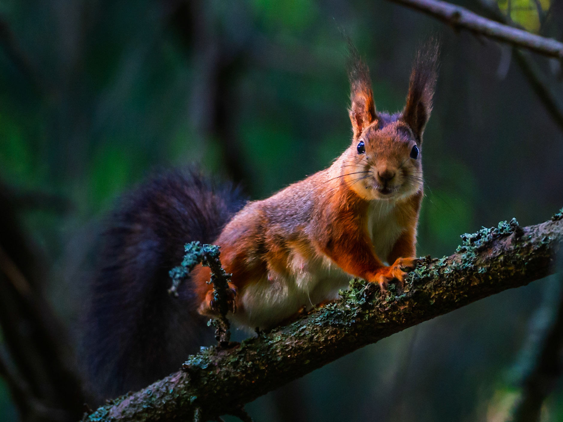 Squirrel
