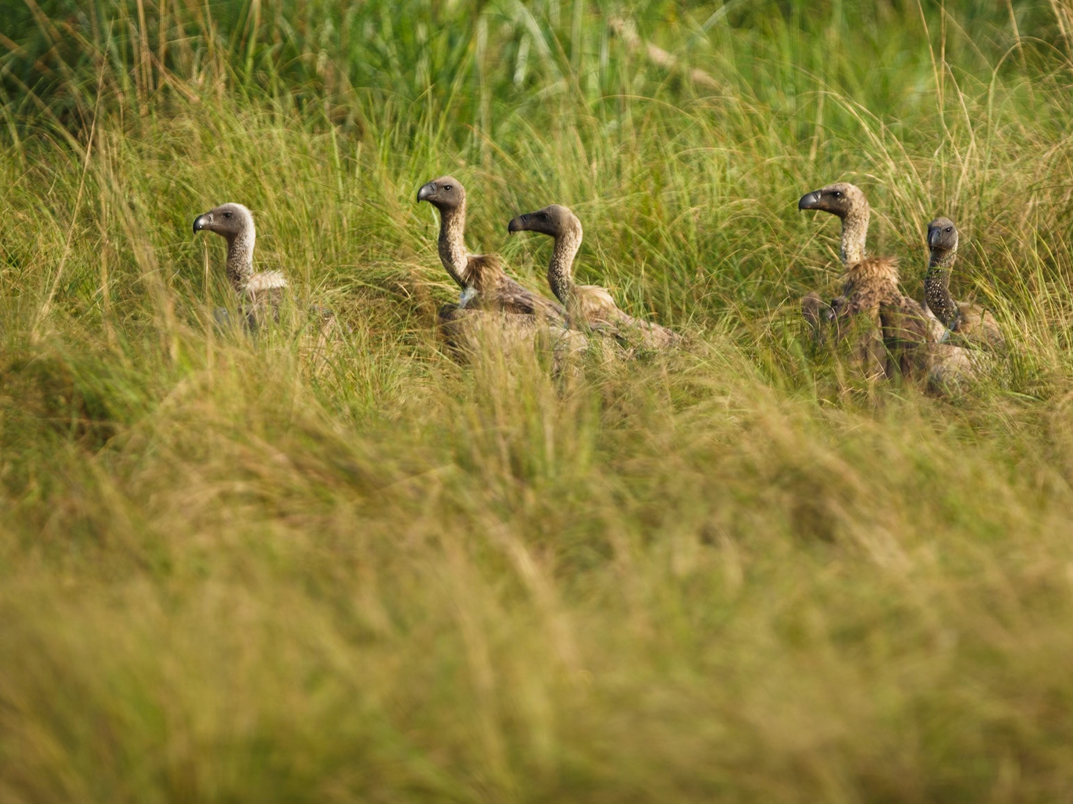 White-backed Vulture