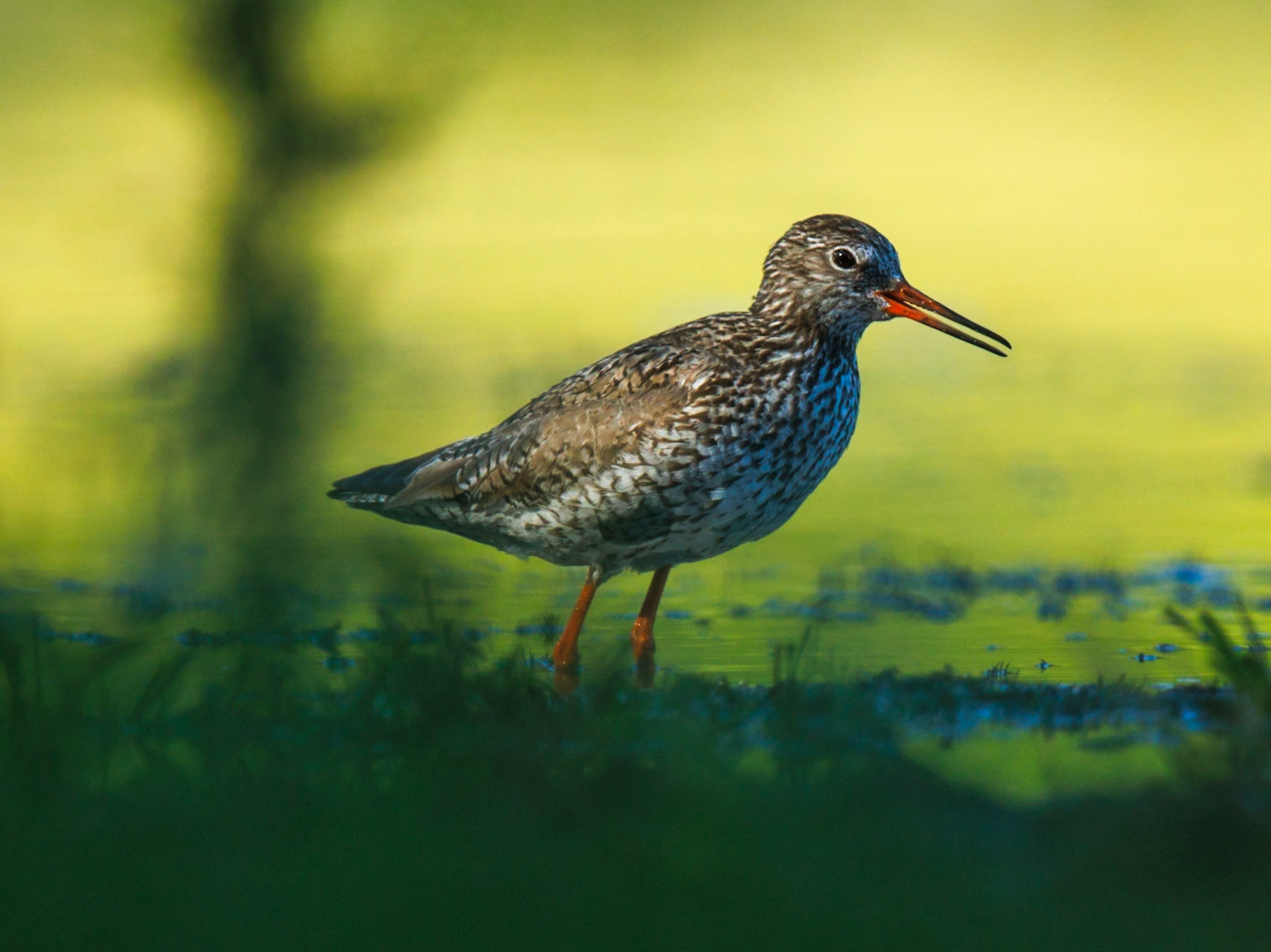 Common Redshank