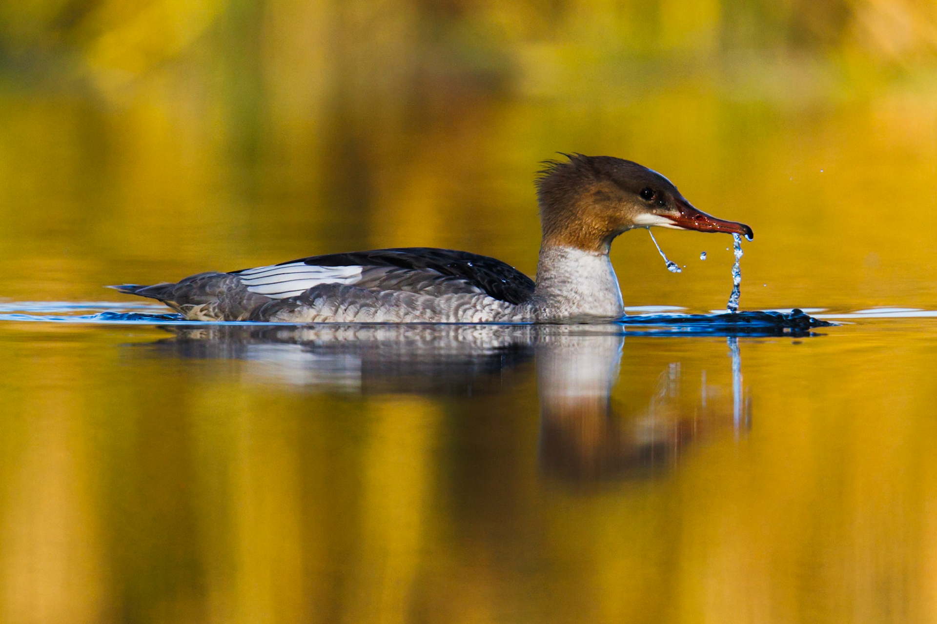 Common Merganser
