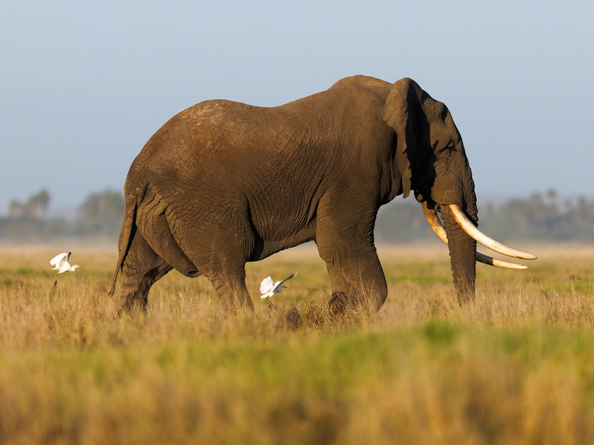 Elephant in Amboseli 2026