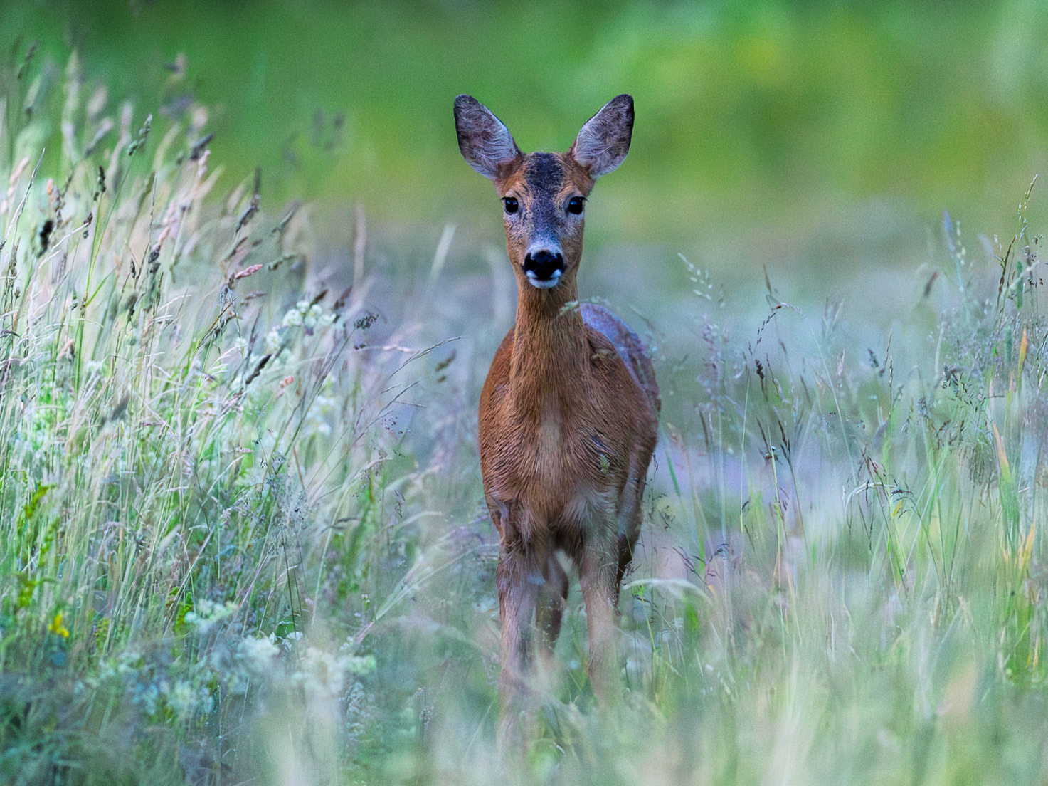 Roe deer