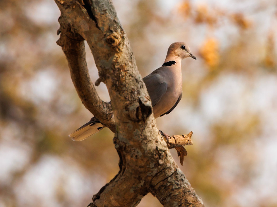 Ring-necked dove