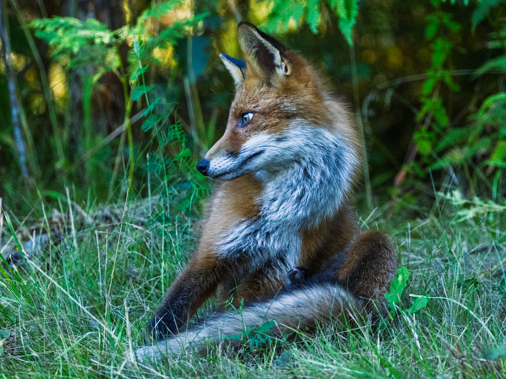 Red Fox