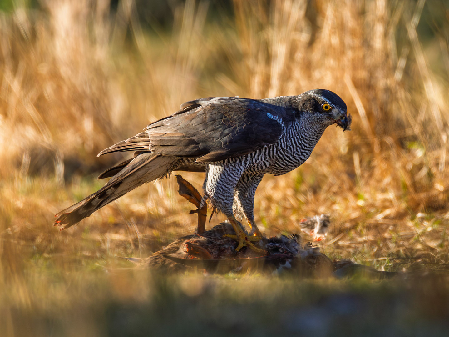 Northern Goshawk