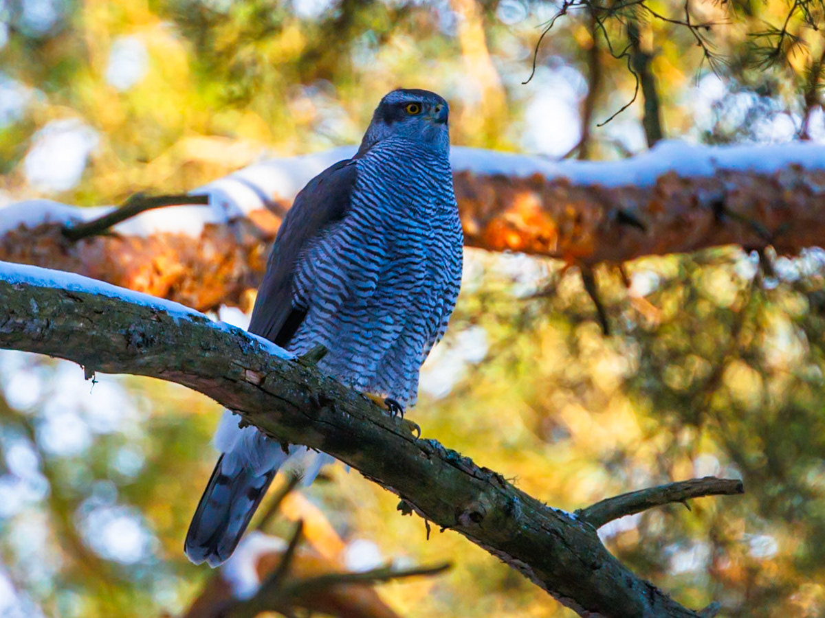 Northern Goshawk