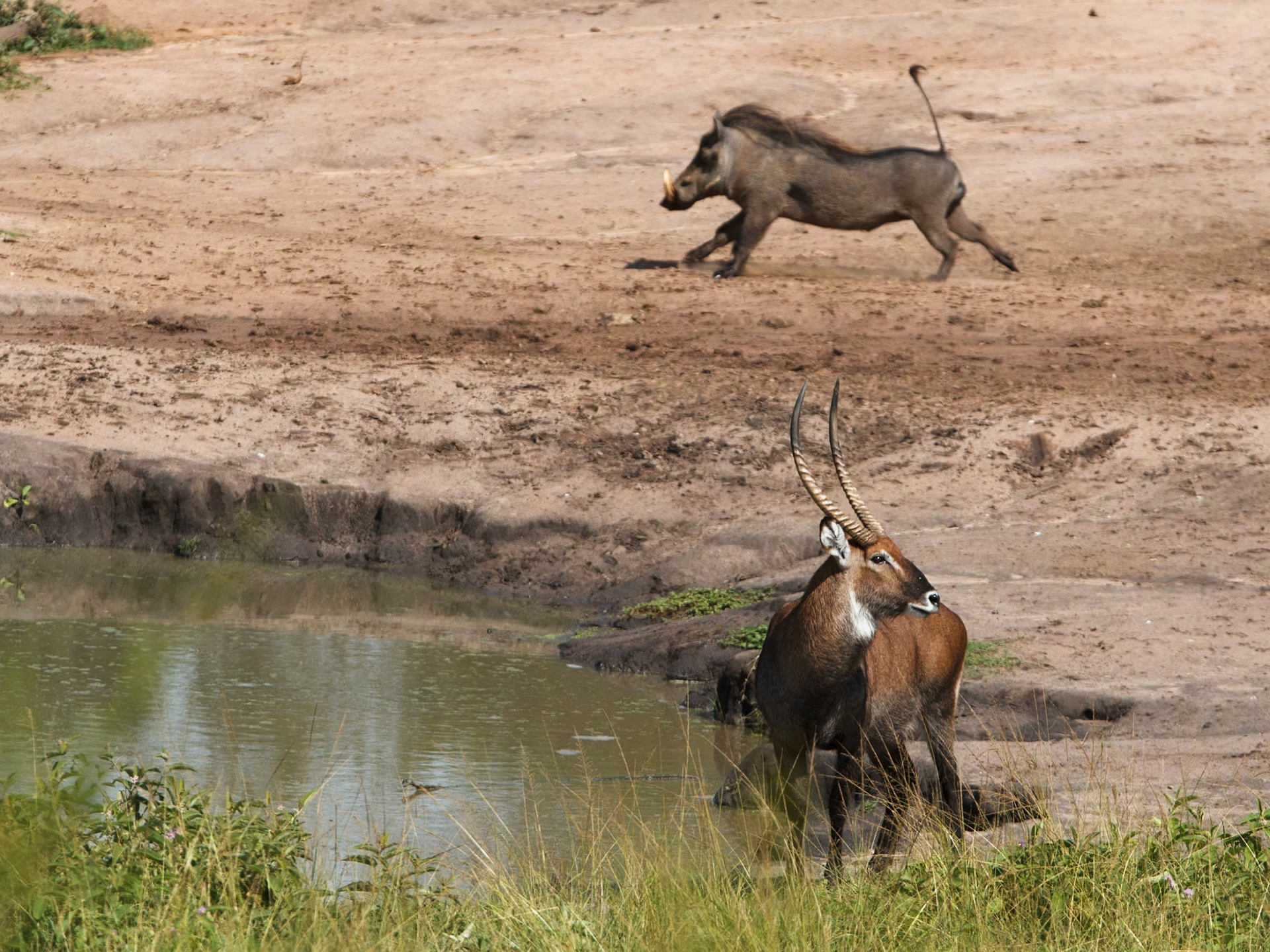 Defassa Waterbuck and Warthog