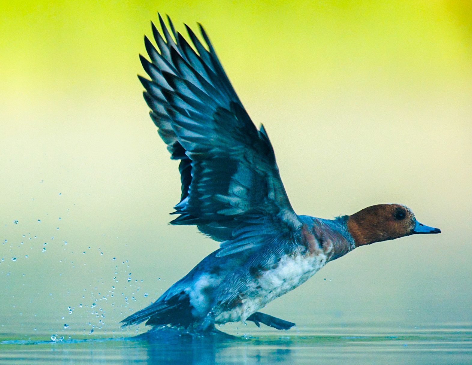 Eurasian Wigeon
