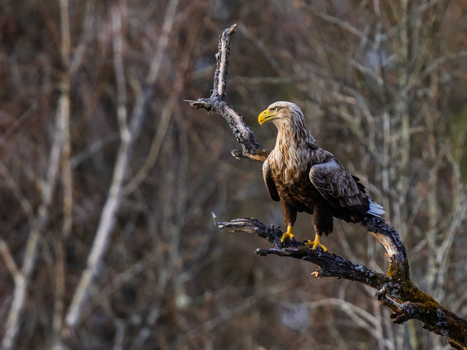 White-tailed Eagle