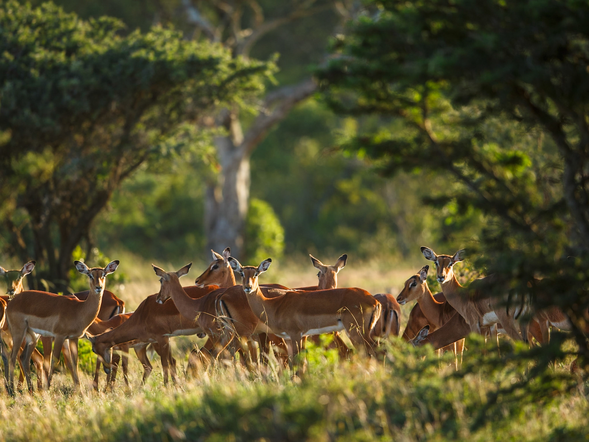 Impala in Masai Mara 2014