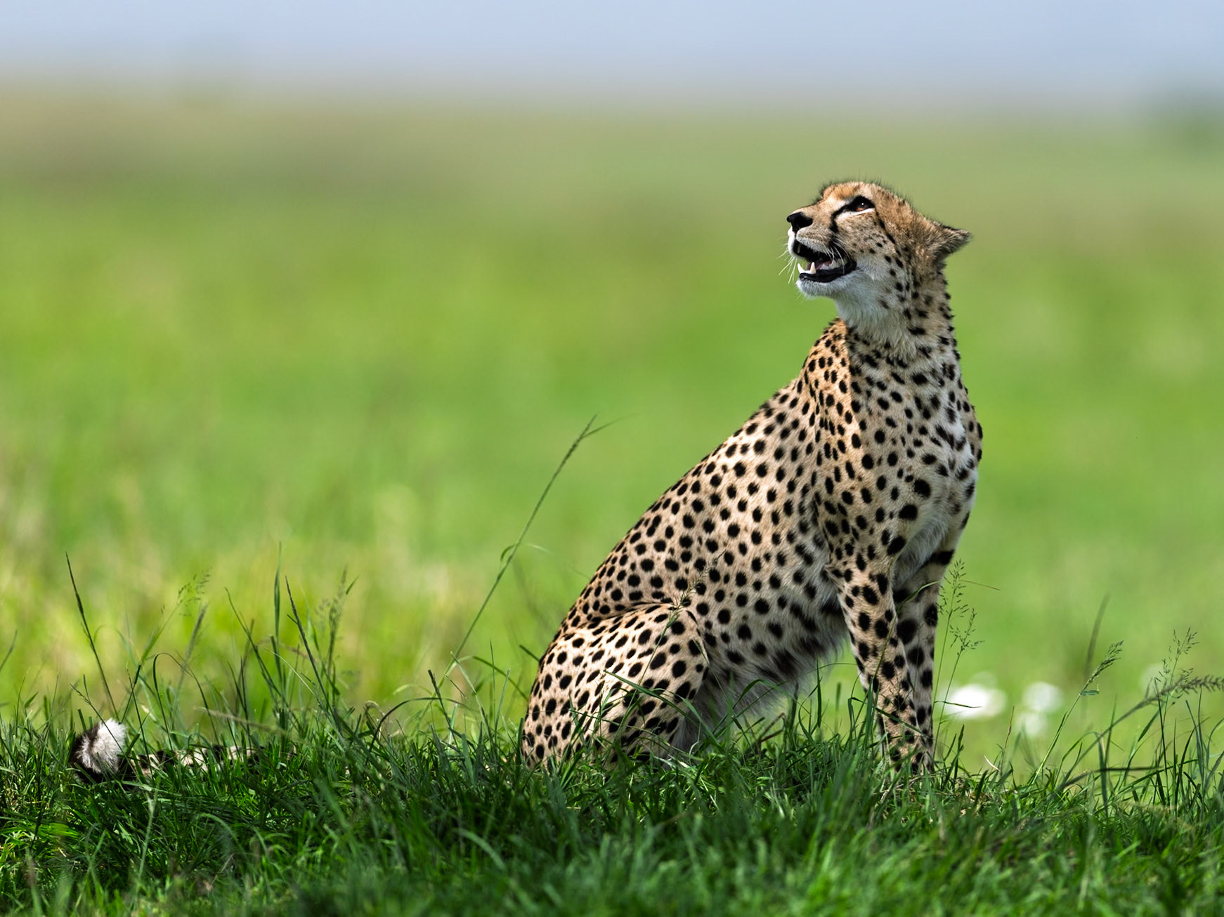 Cheetah in Masai Mara 2026