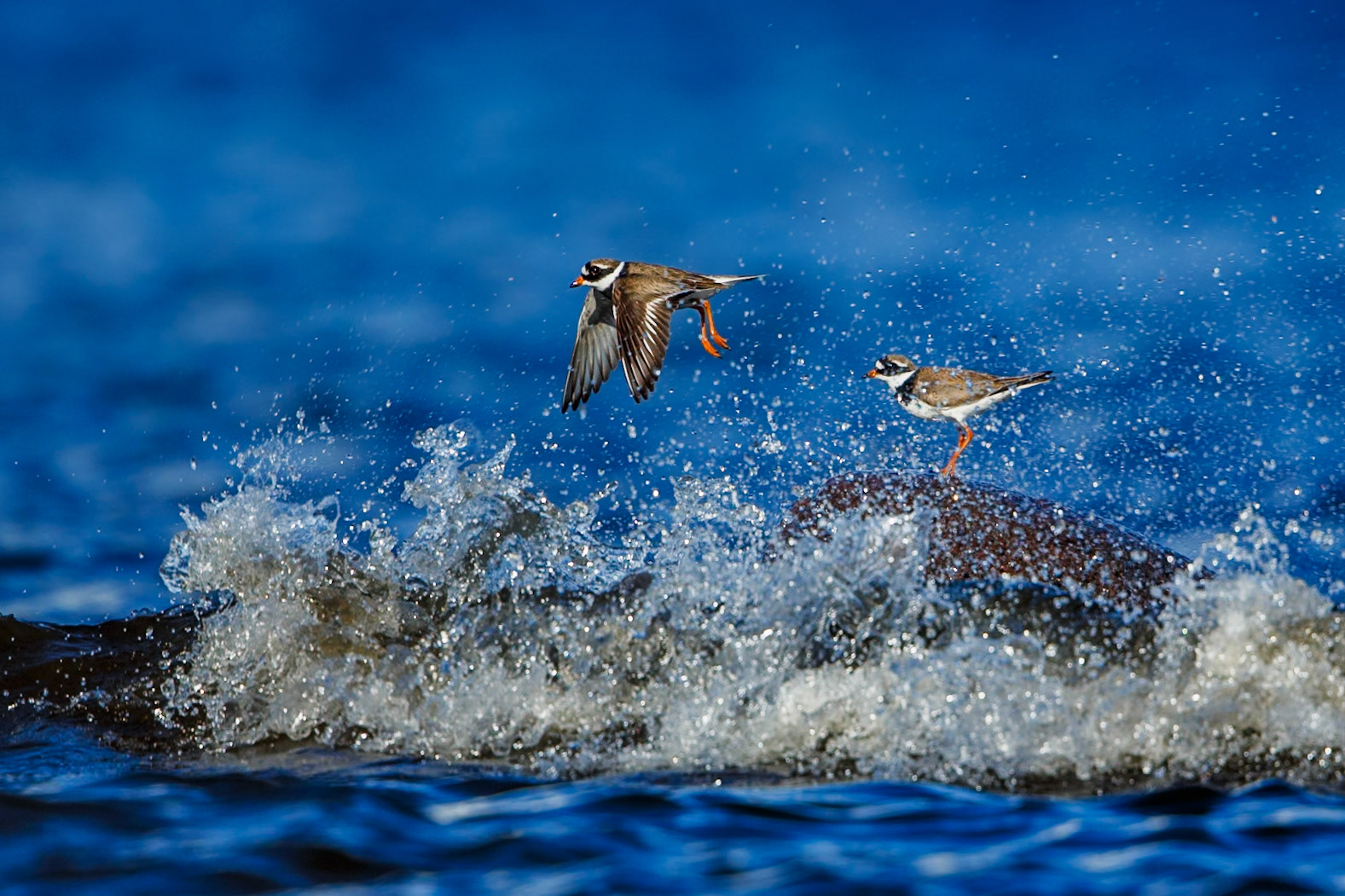 Common Ringed Plover