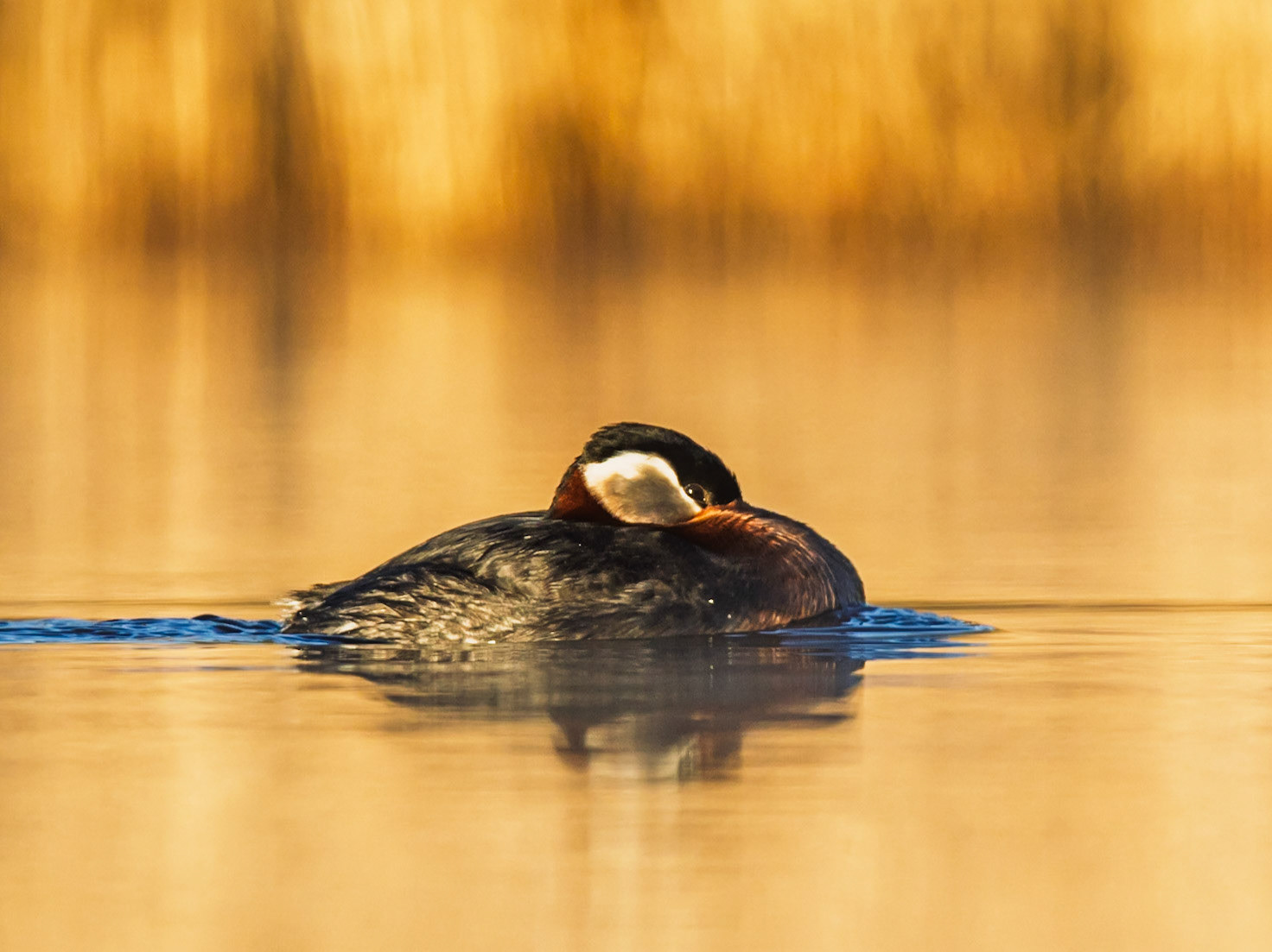 Red-necked Grebe