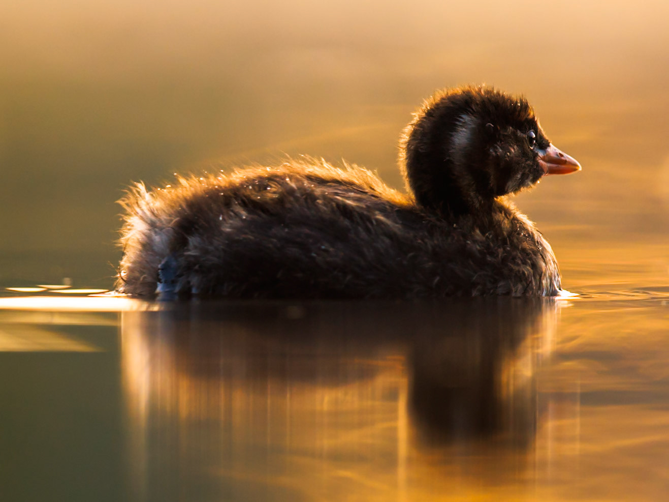 Little Grebe