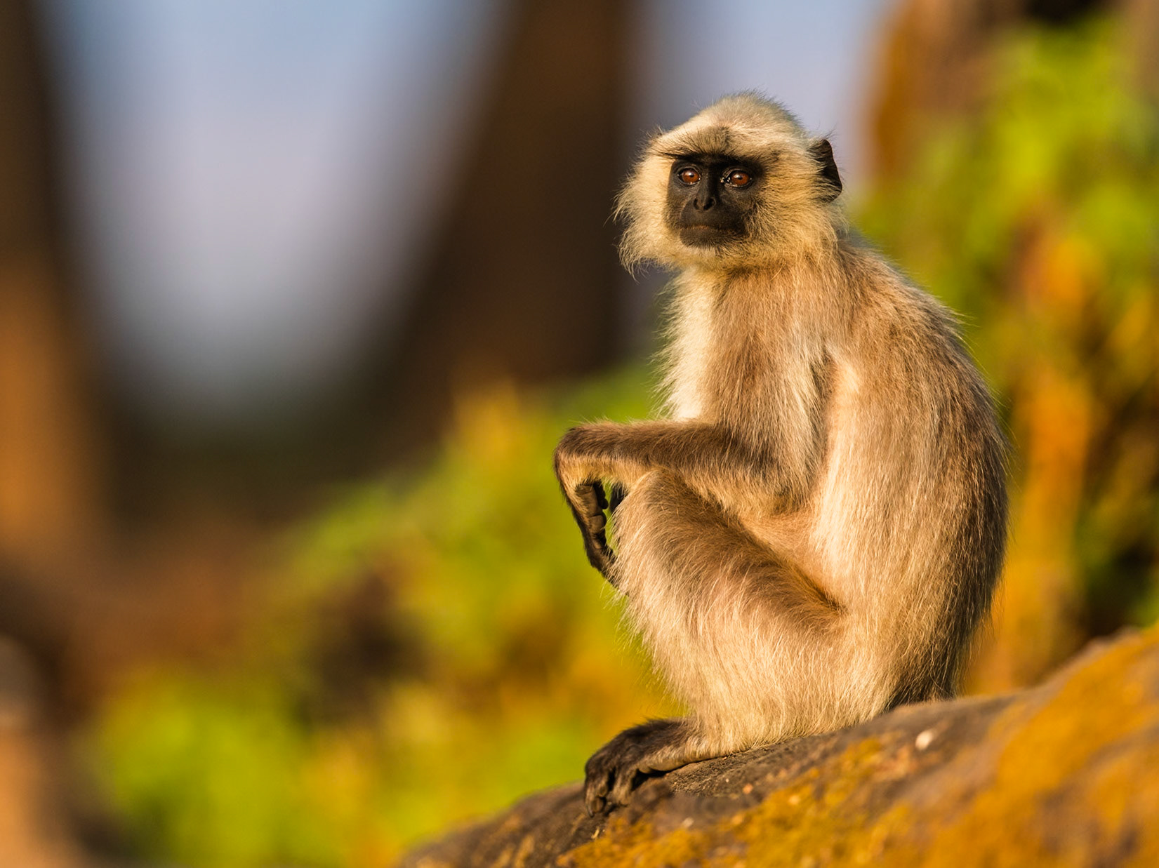Hanuman Langur
