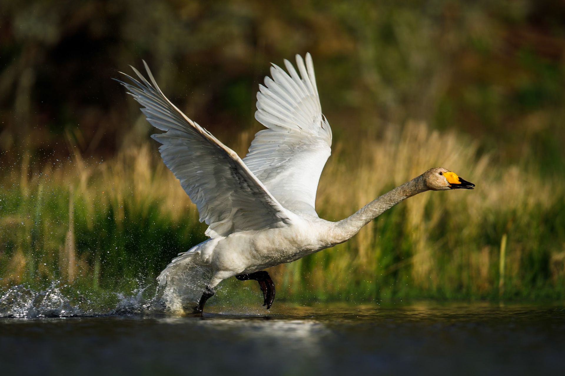 Whooper Swan