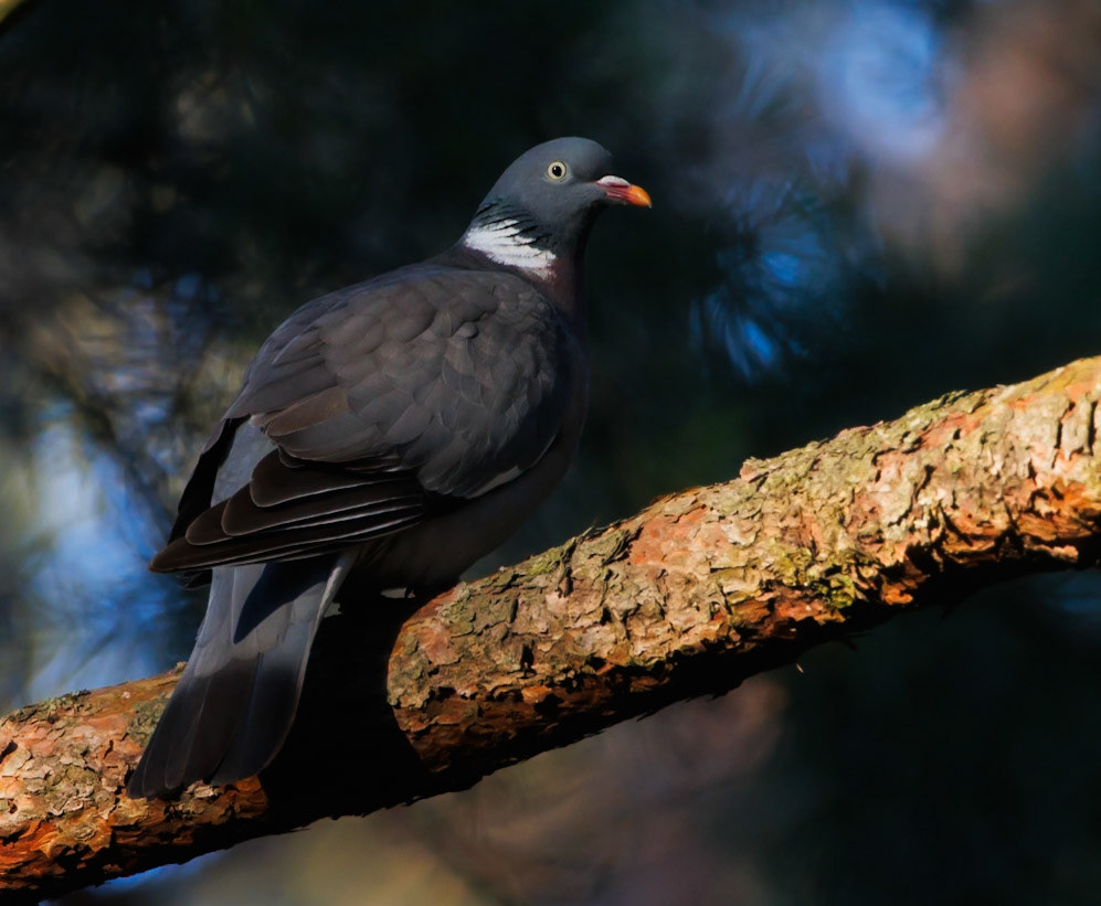 Common wood pigeon