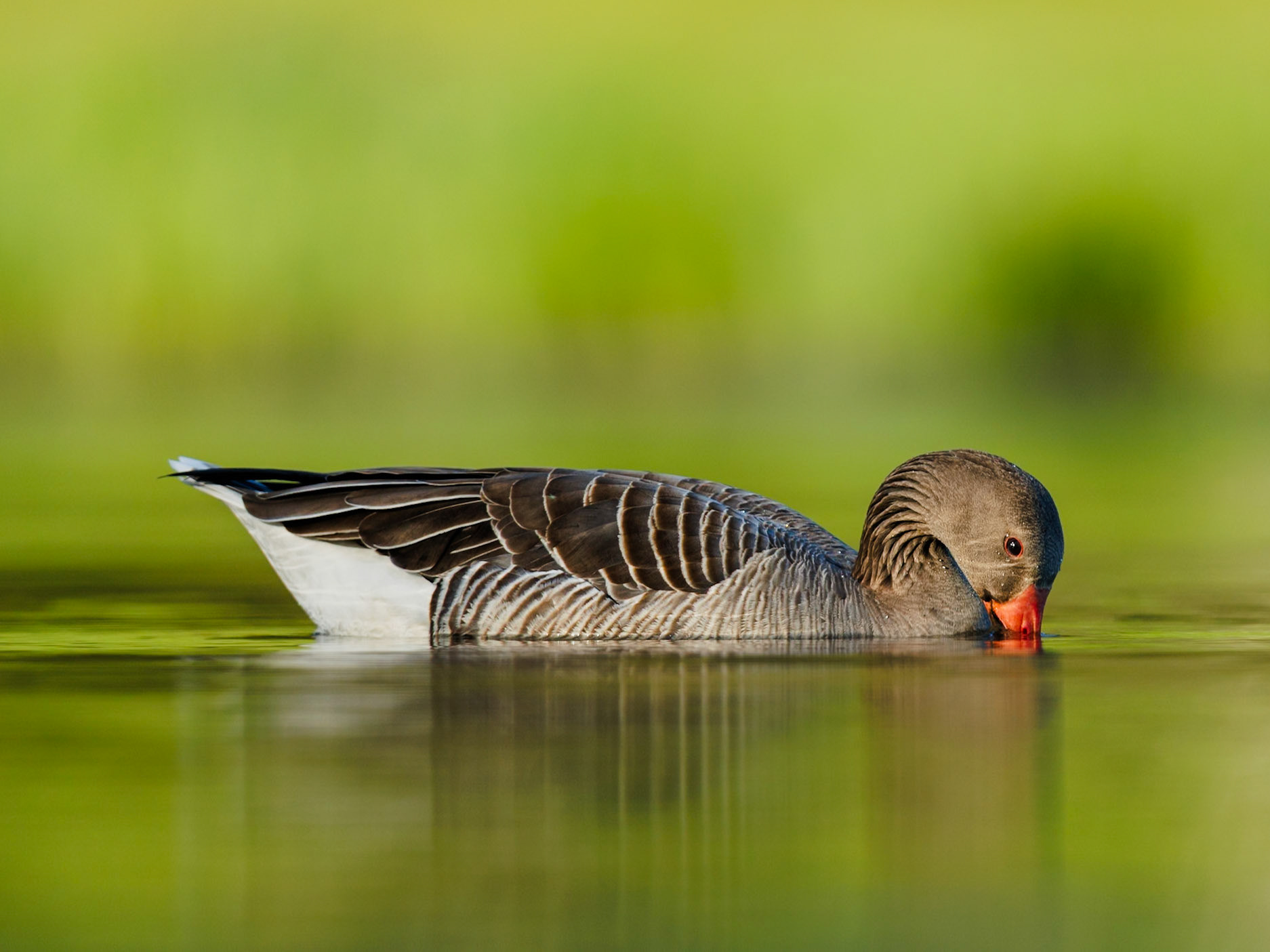 Greylag Goose