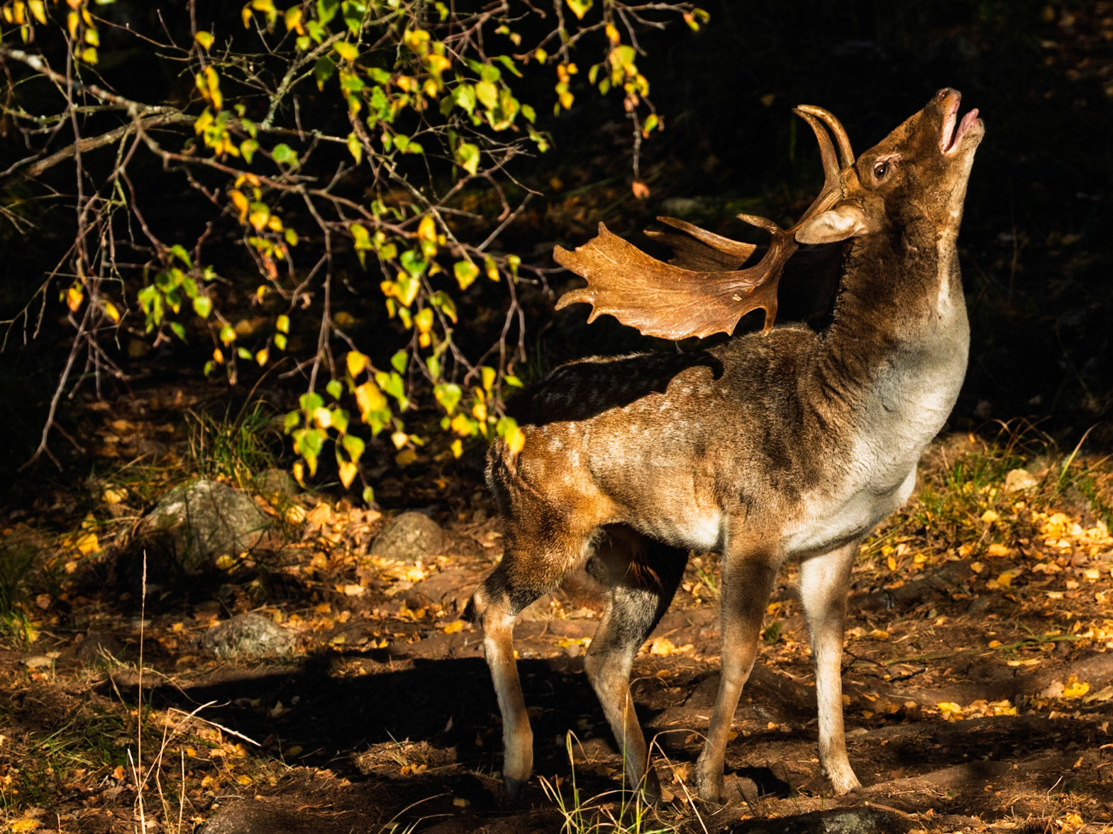 Fallow Deer