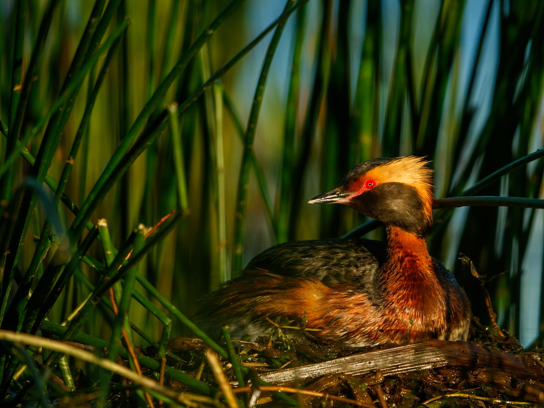 Slavonian Grebe