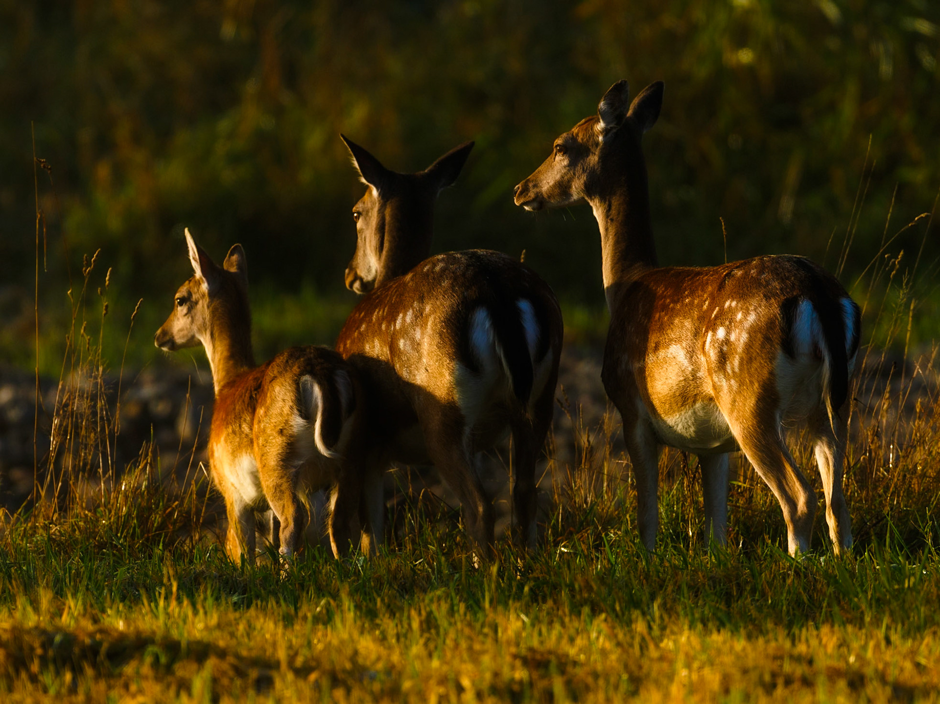 Fallow deer